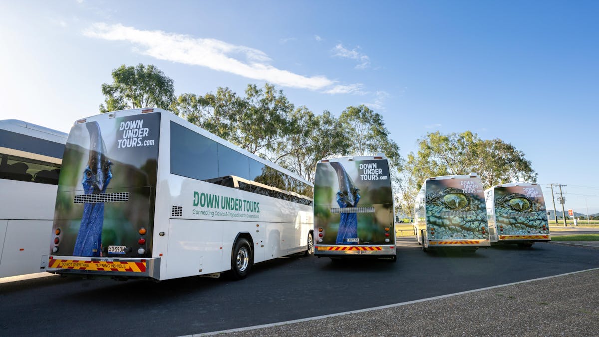 Back view of 4 coaches with eye catching imagery of Cassowary face & Crocodile eye