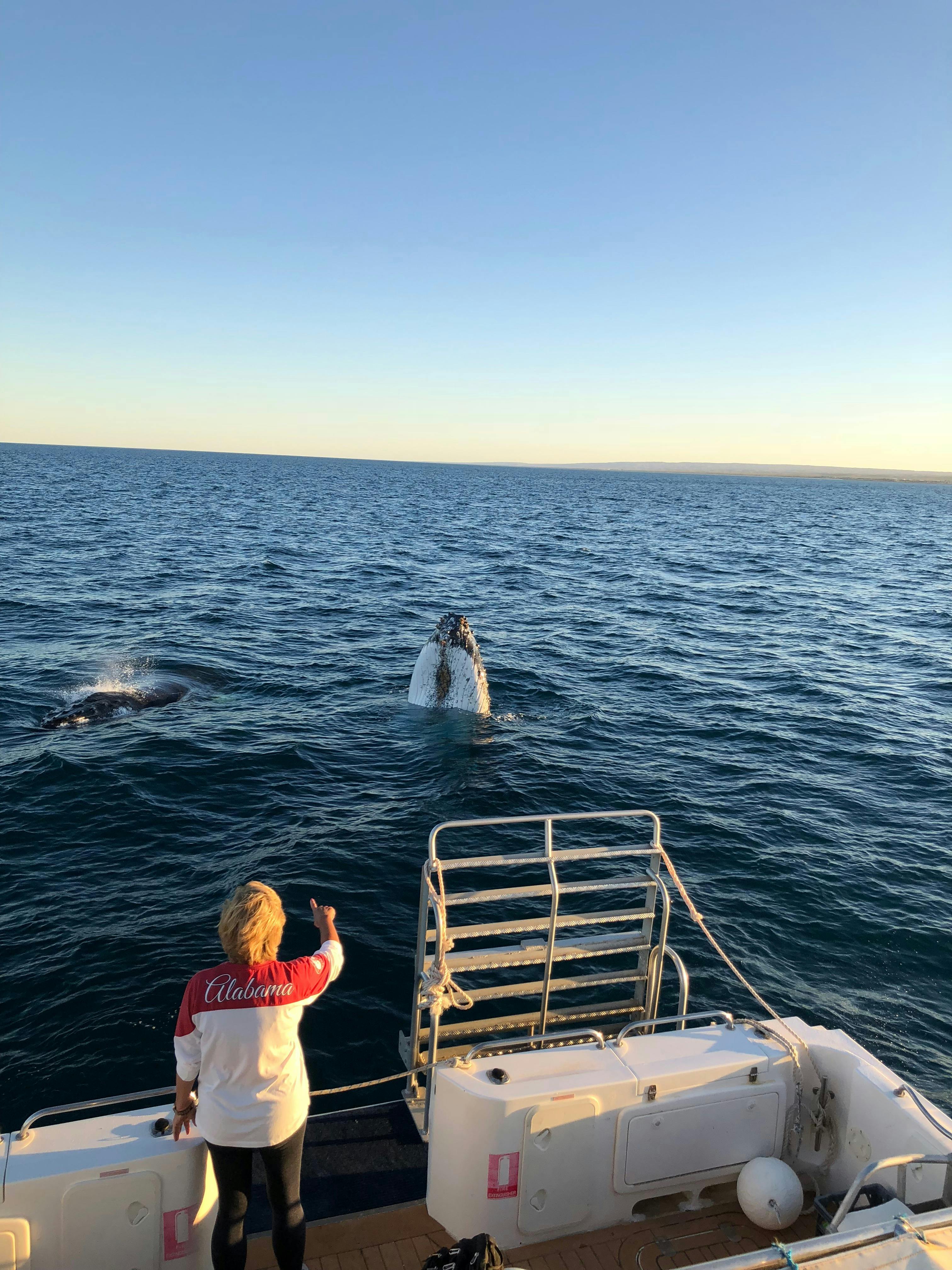 Exmouth Dive and Whalesharks Ningaloo, Exmouth, Western Australia
