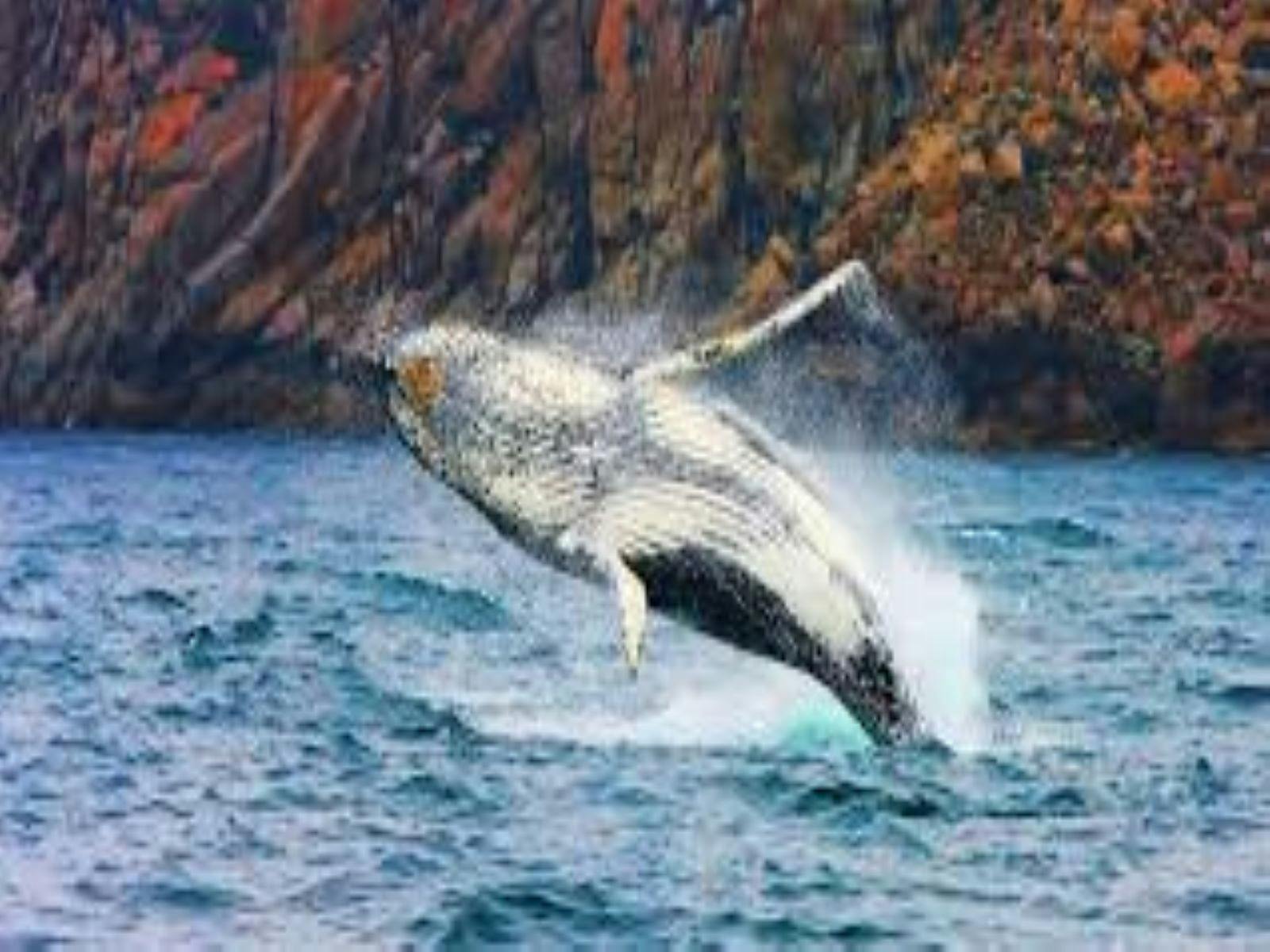 East Coast Tasmania Whale Trail