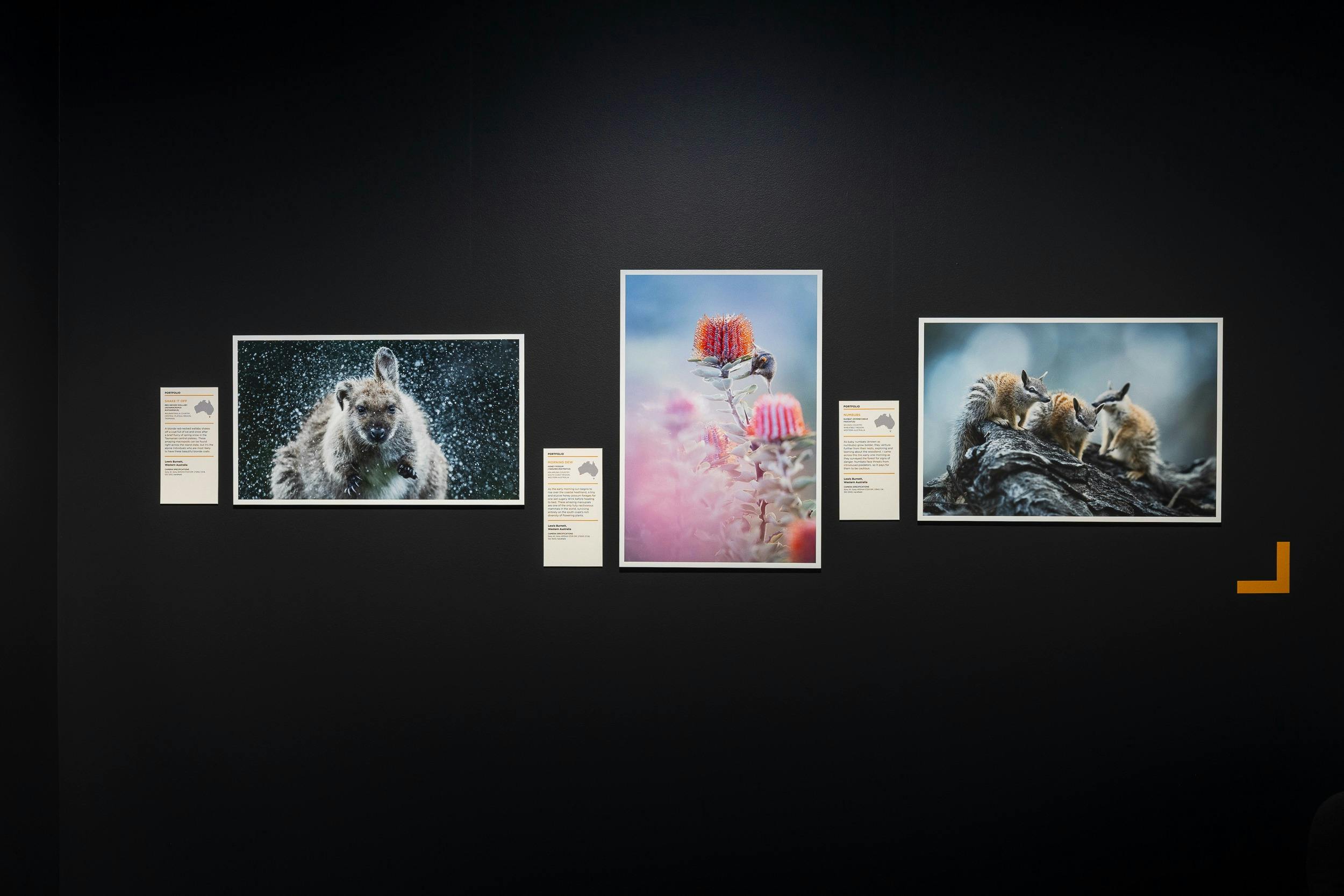 Award-winning wildlife photography showcased against a dark exhibition gallery wall