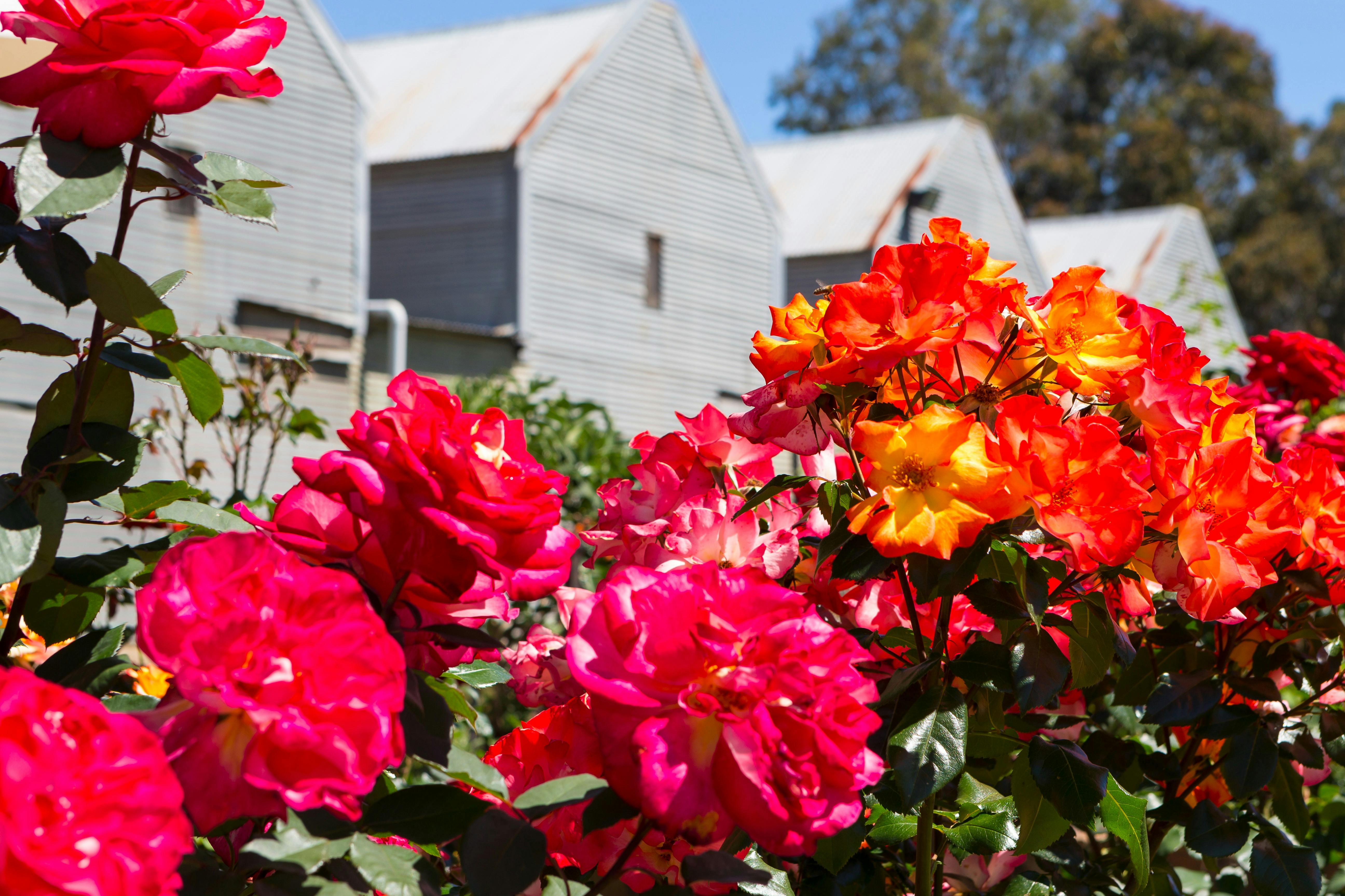 Kilns at cellar door