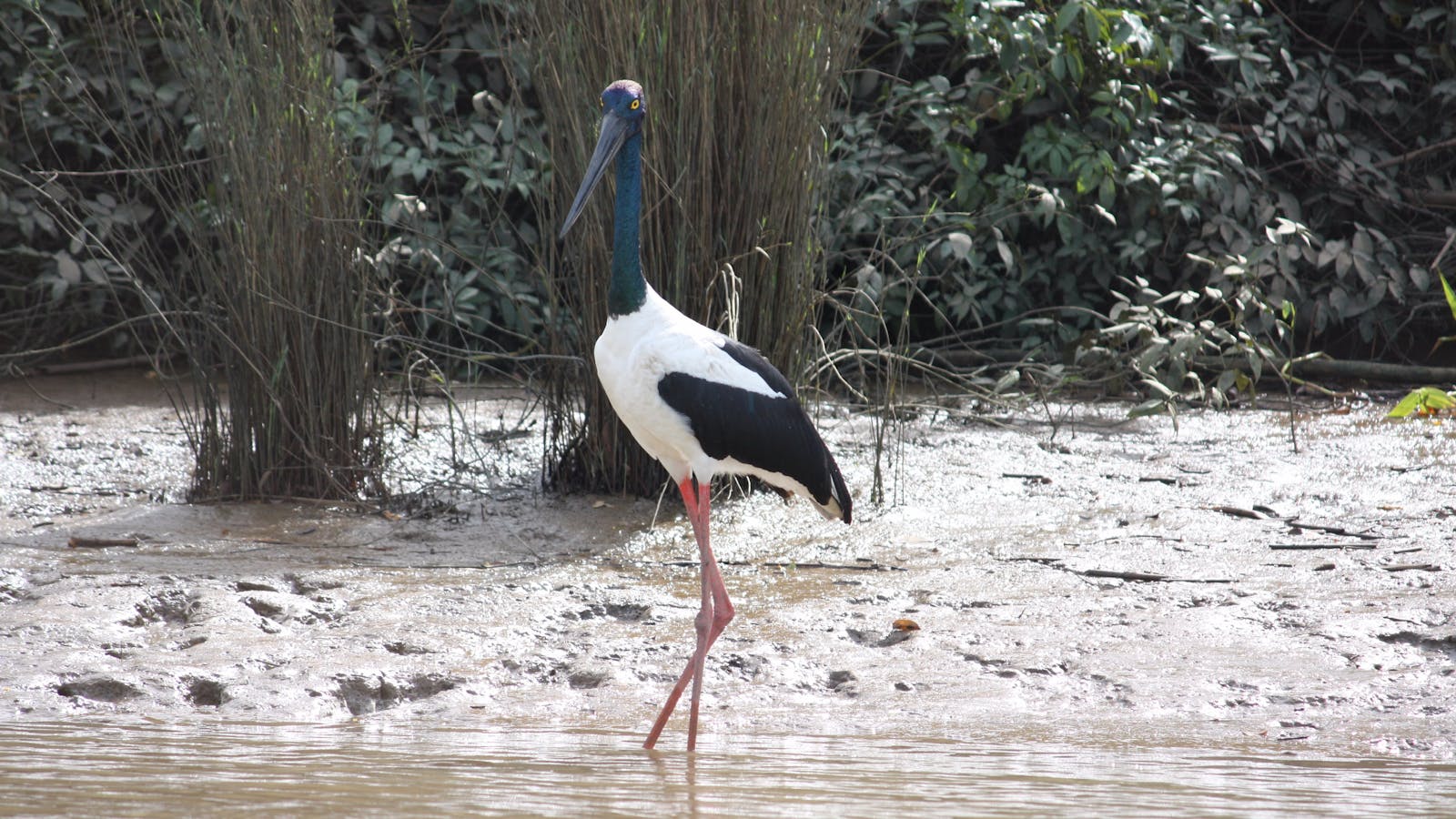 Adelaide River Tours