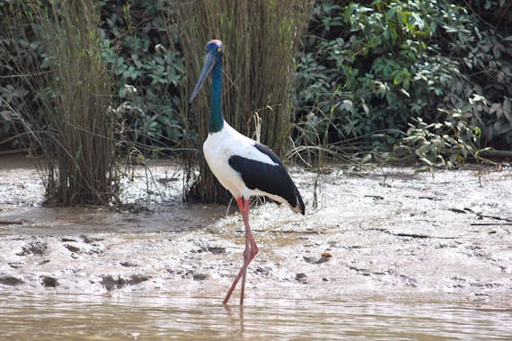 Adelaide River Tours