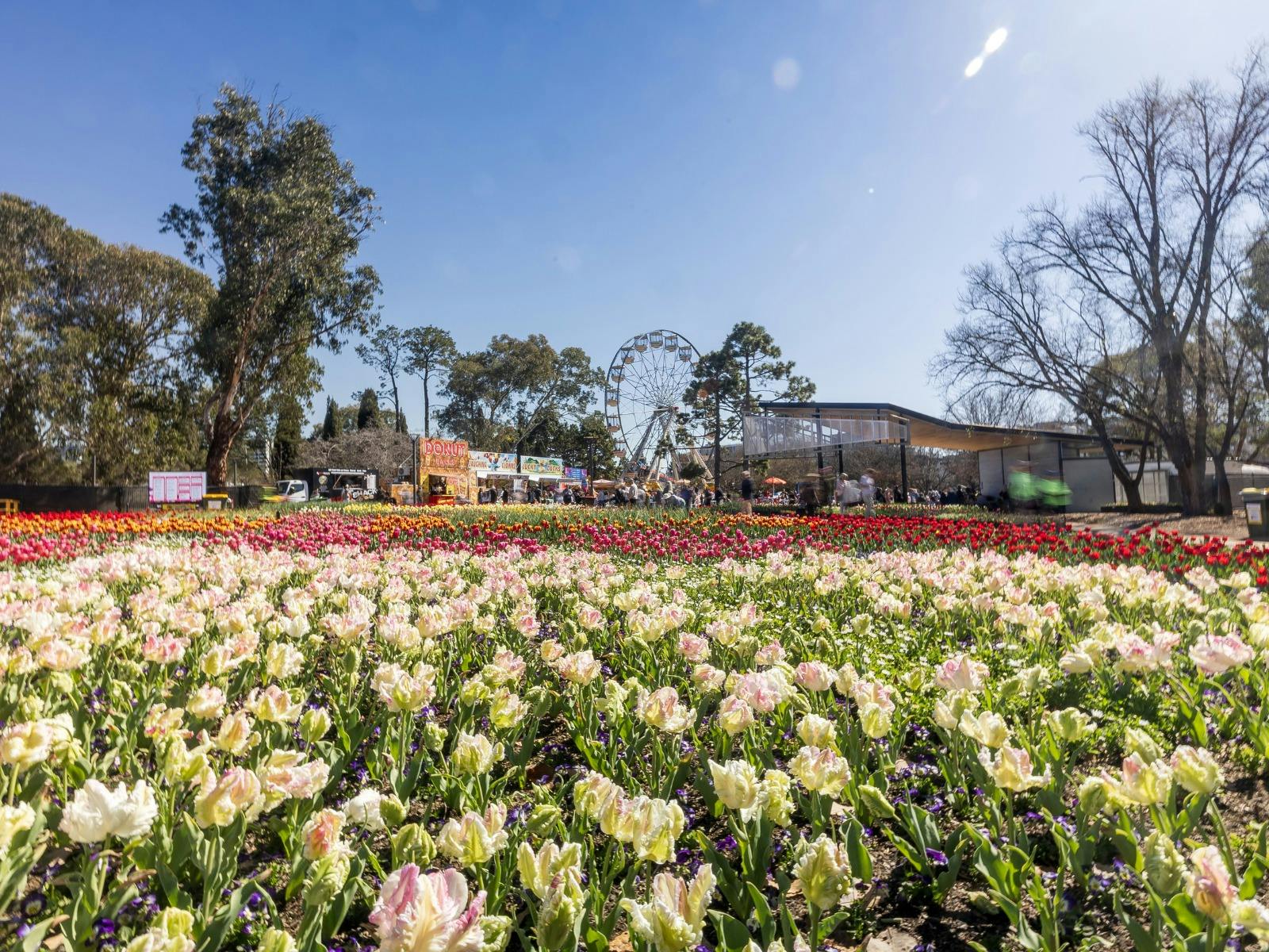 photo of a bed of white and pink flowers with a ferris wheel and people in the background
