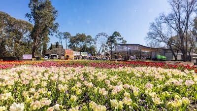 photo of a bed of white and pink flowers with a ferris wheel and people in the background