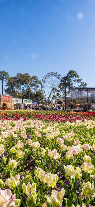 photo of a bed of white and pink flowers with a ferris wheel and people in the background