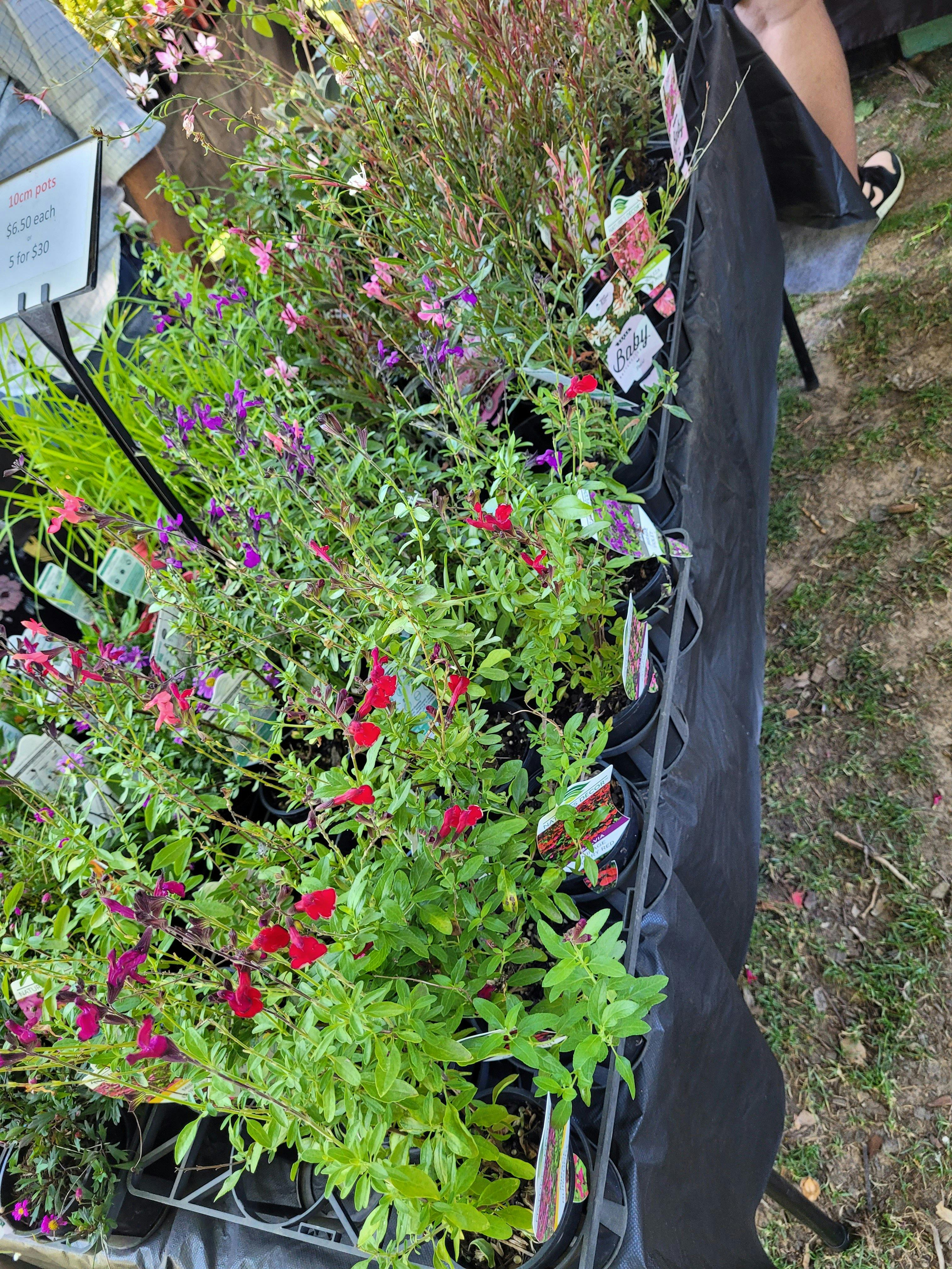 Plants with flowers