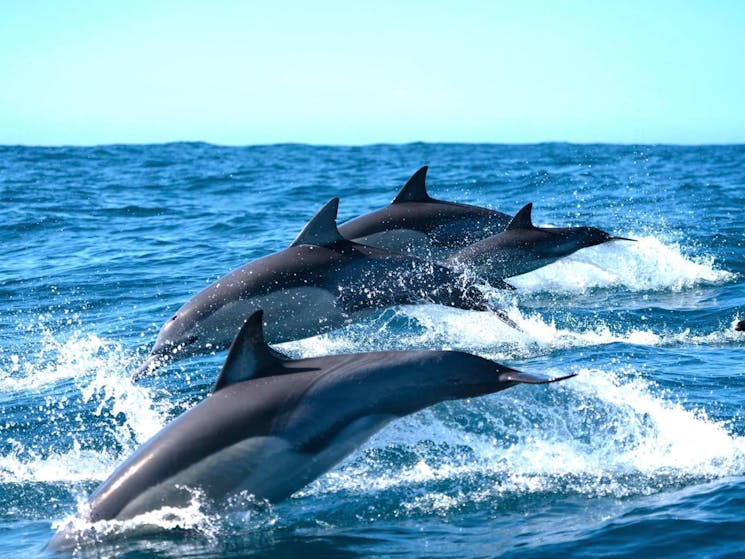 Dolphins Ballina