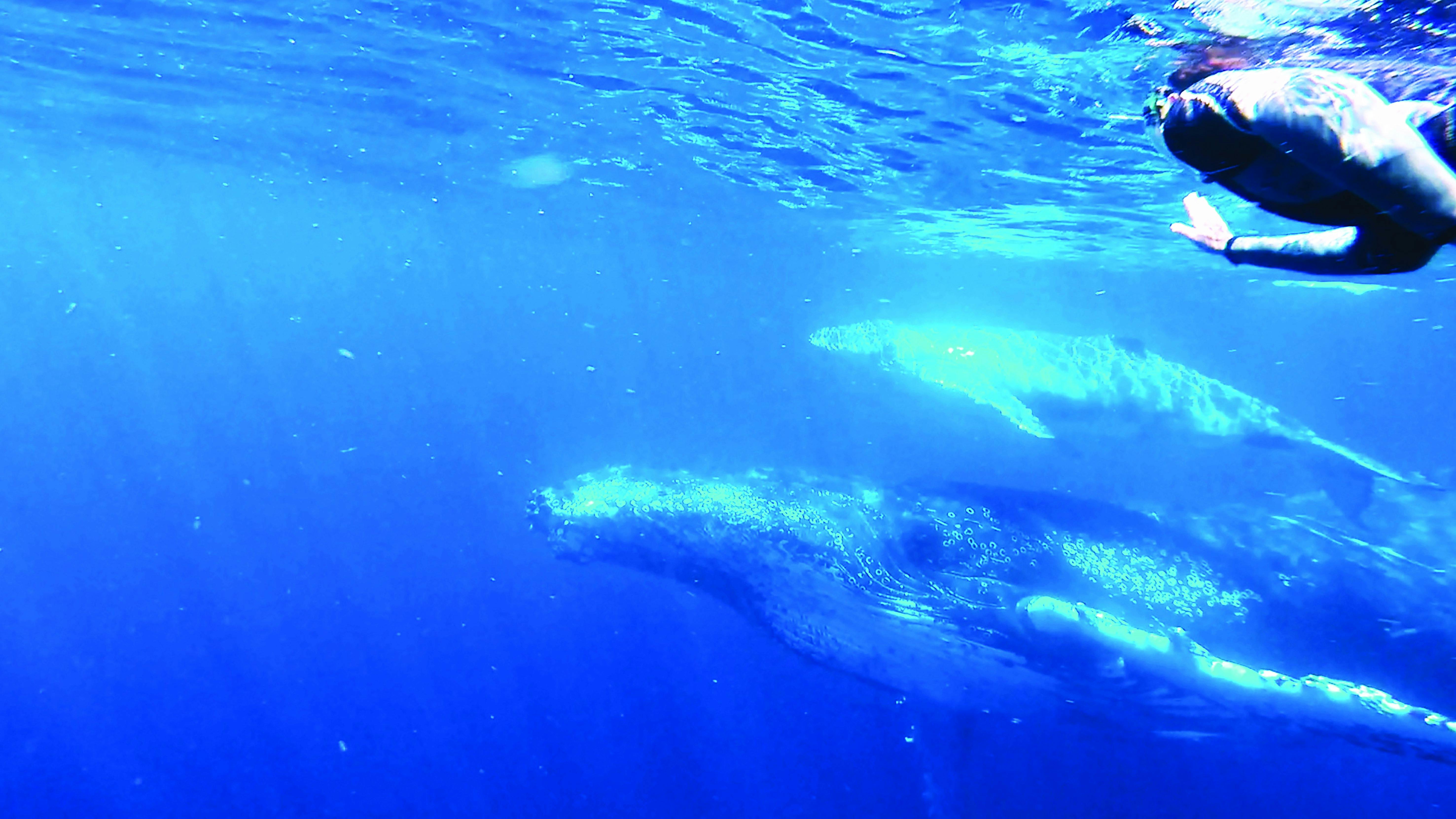 Swimmer waving at whale mum and calf on Sunreef's Swim with Whales tour