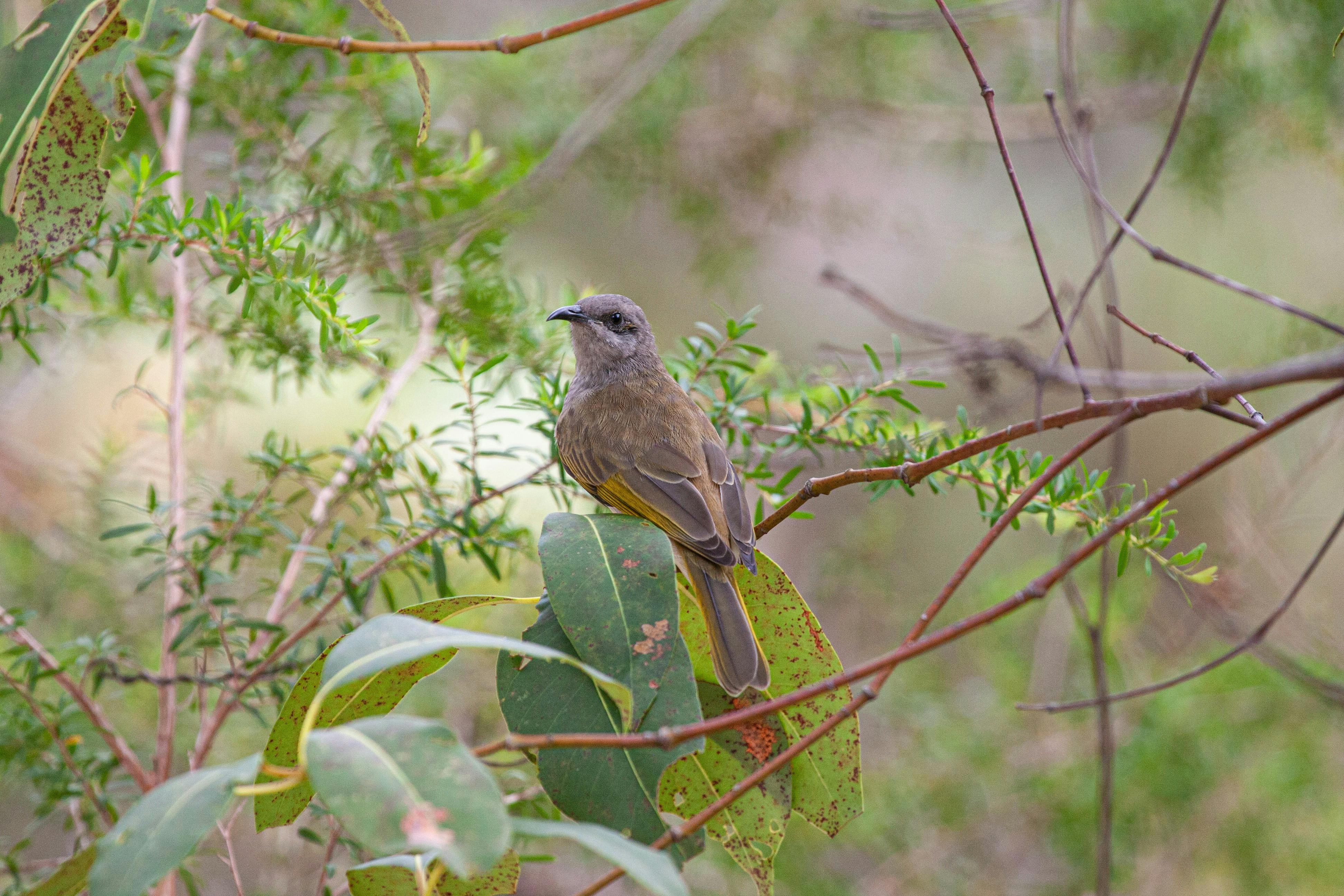 Melaleuca Bicentennial” bushwalk