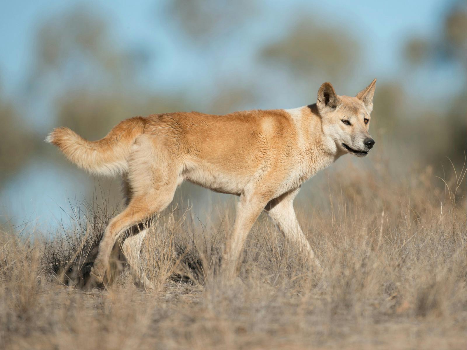 Moort Calling Dingo back to Country