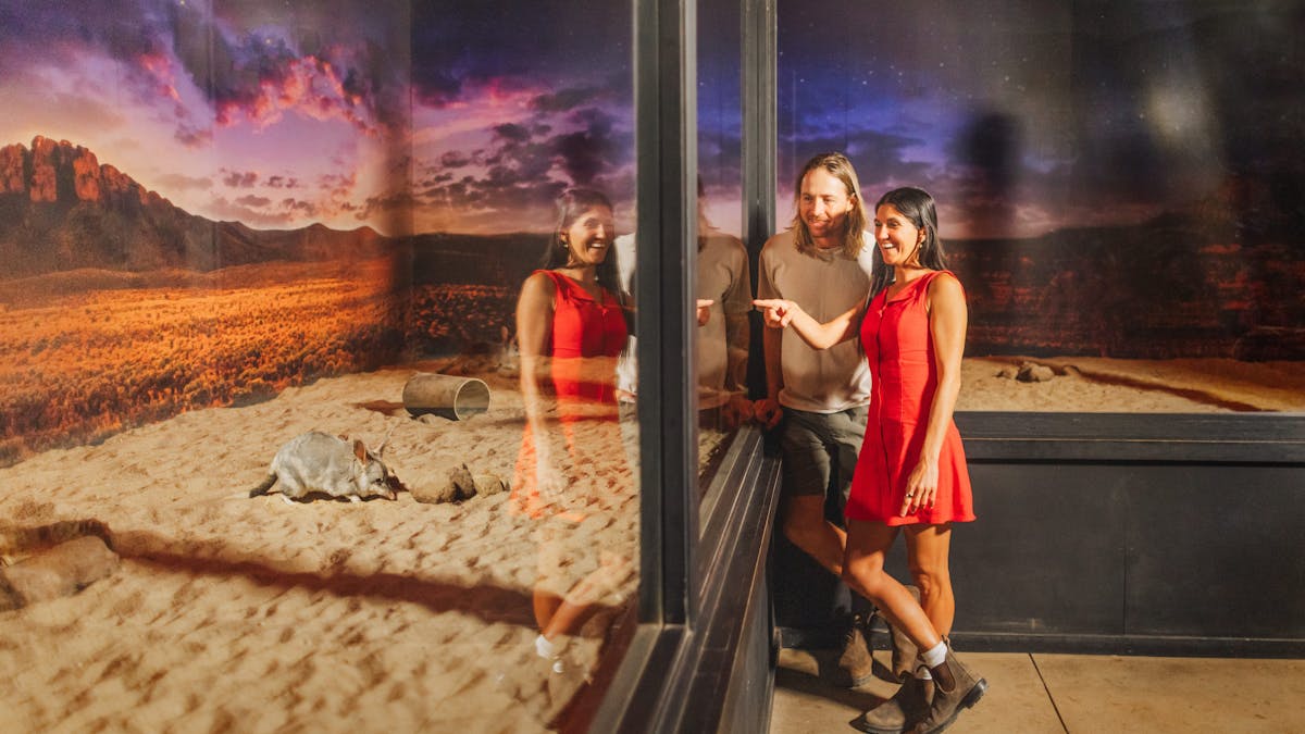 Guests observing Bilbies in the nocturnal house at the Charleville Bilby Experience