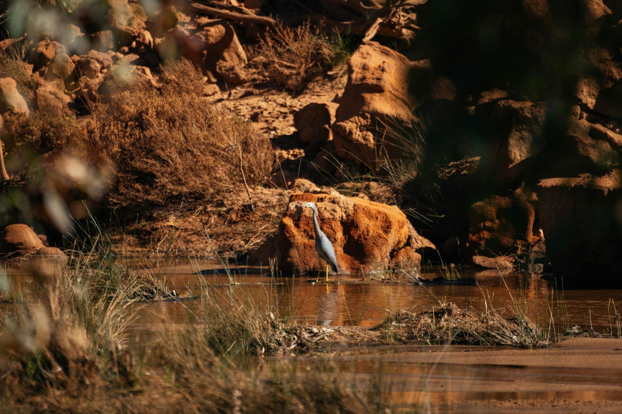 Birds at the Murchison River