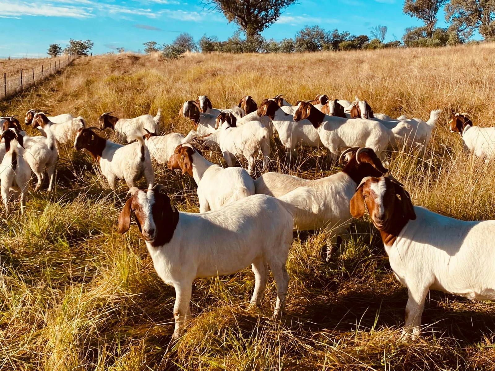 Glen Donald Estate Farm Tour
