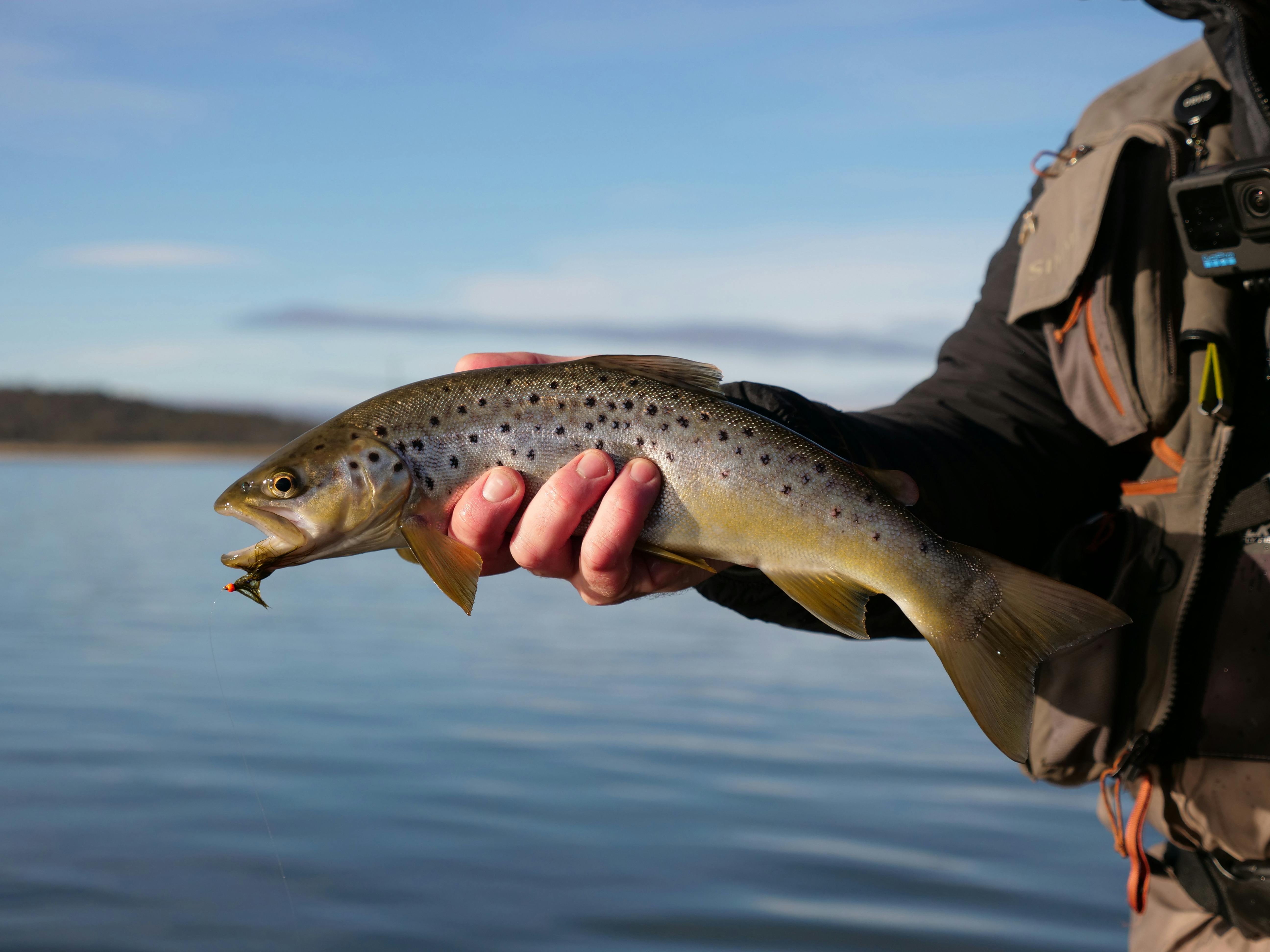 Mans hand holding fish