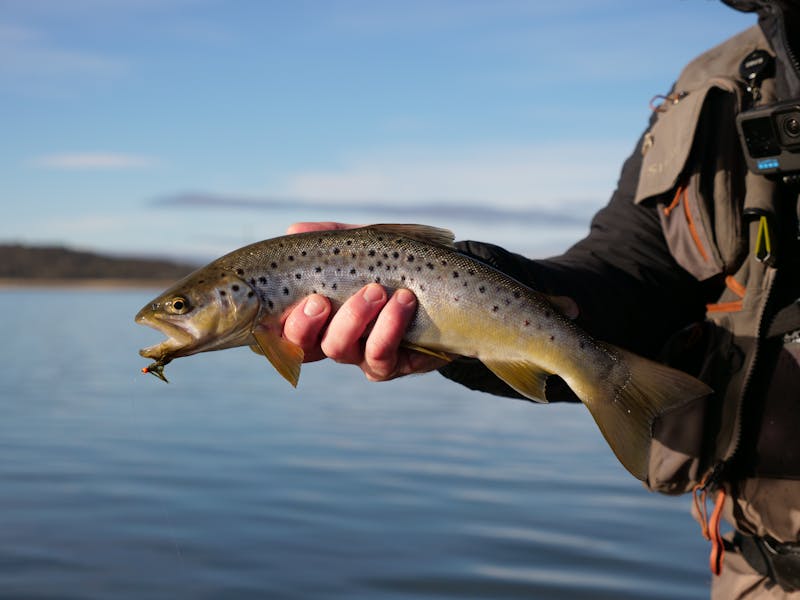 Mans hand holding fish