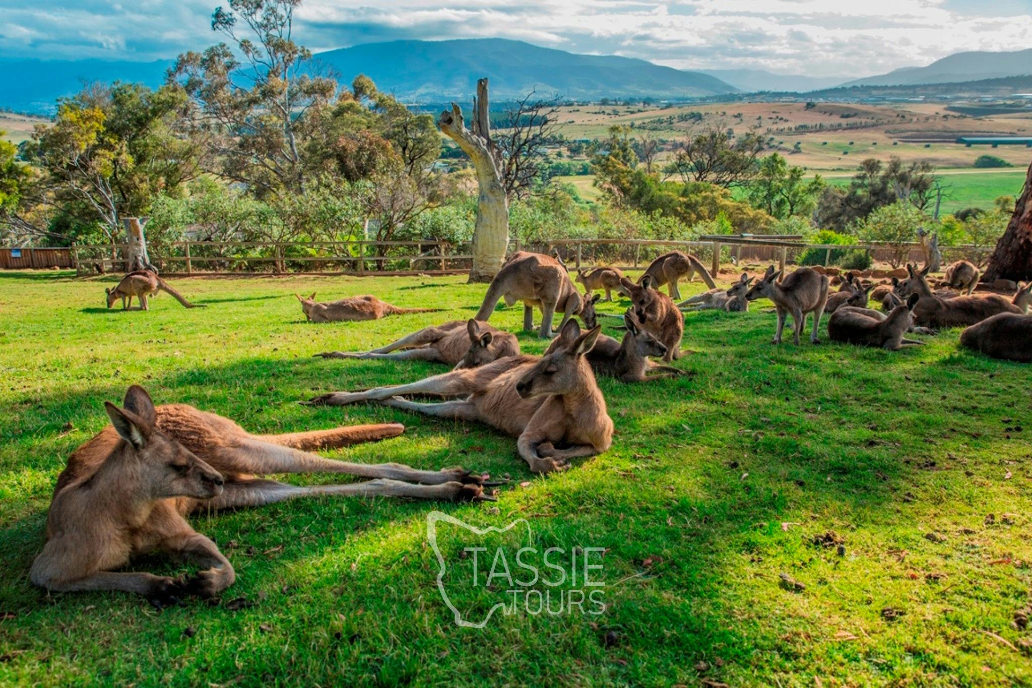 Bonorong