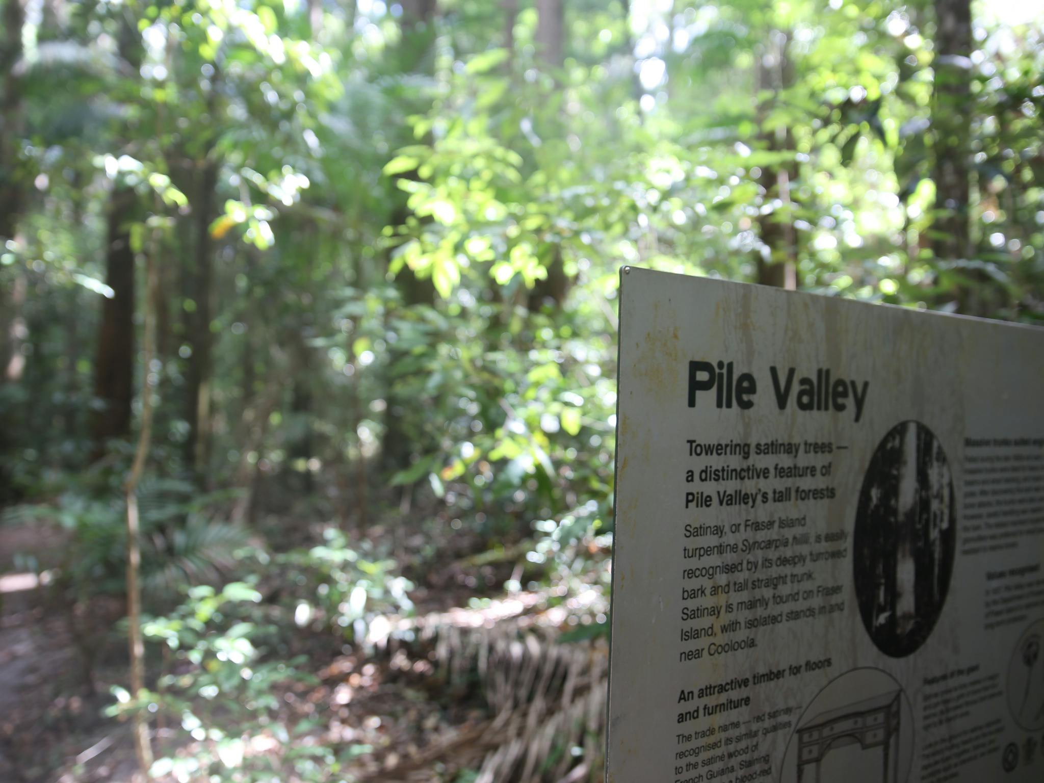 photo showing interpretive sign with information about timber uses for satinay wood. photo showing interpretive sign with information about timber uses for satinay wood.