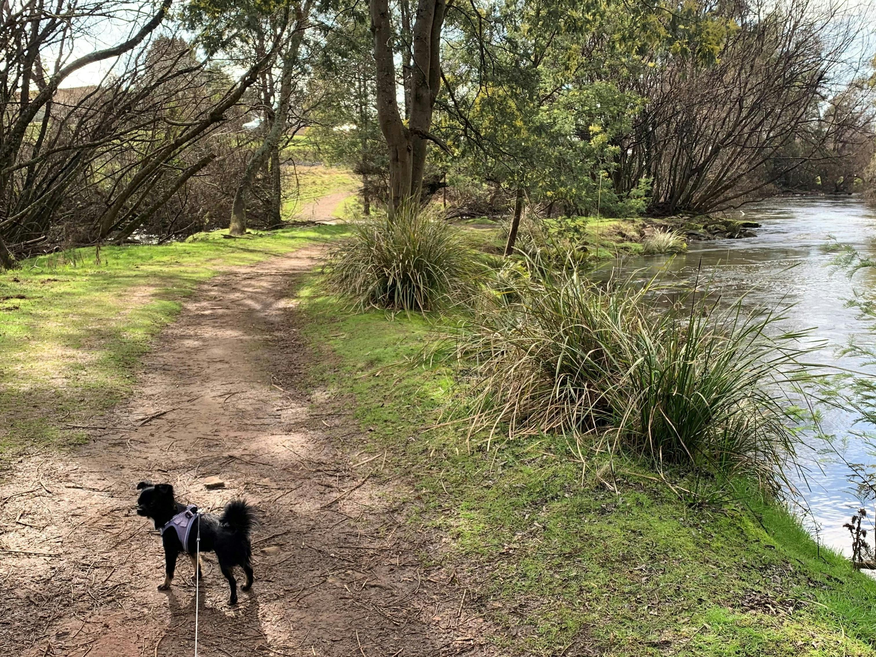 Dog on lead on a track beside the Meander River