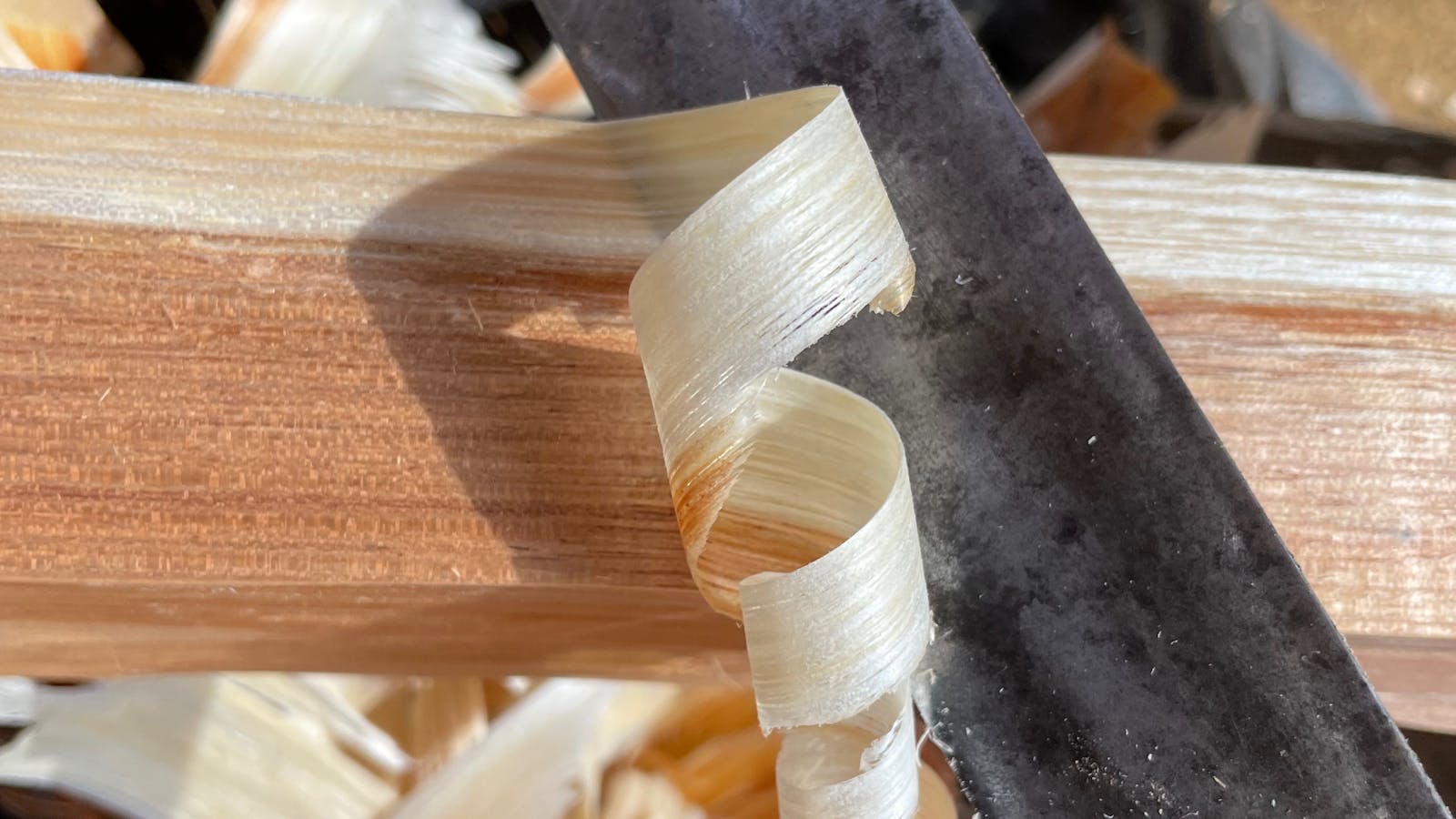 Silver Wattle shavings