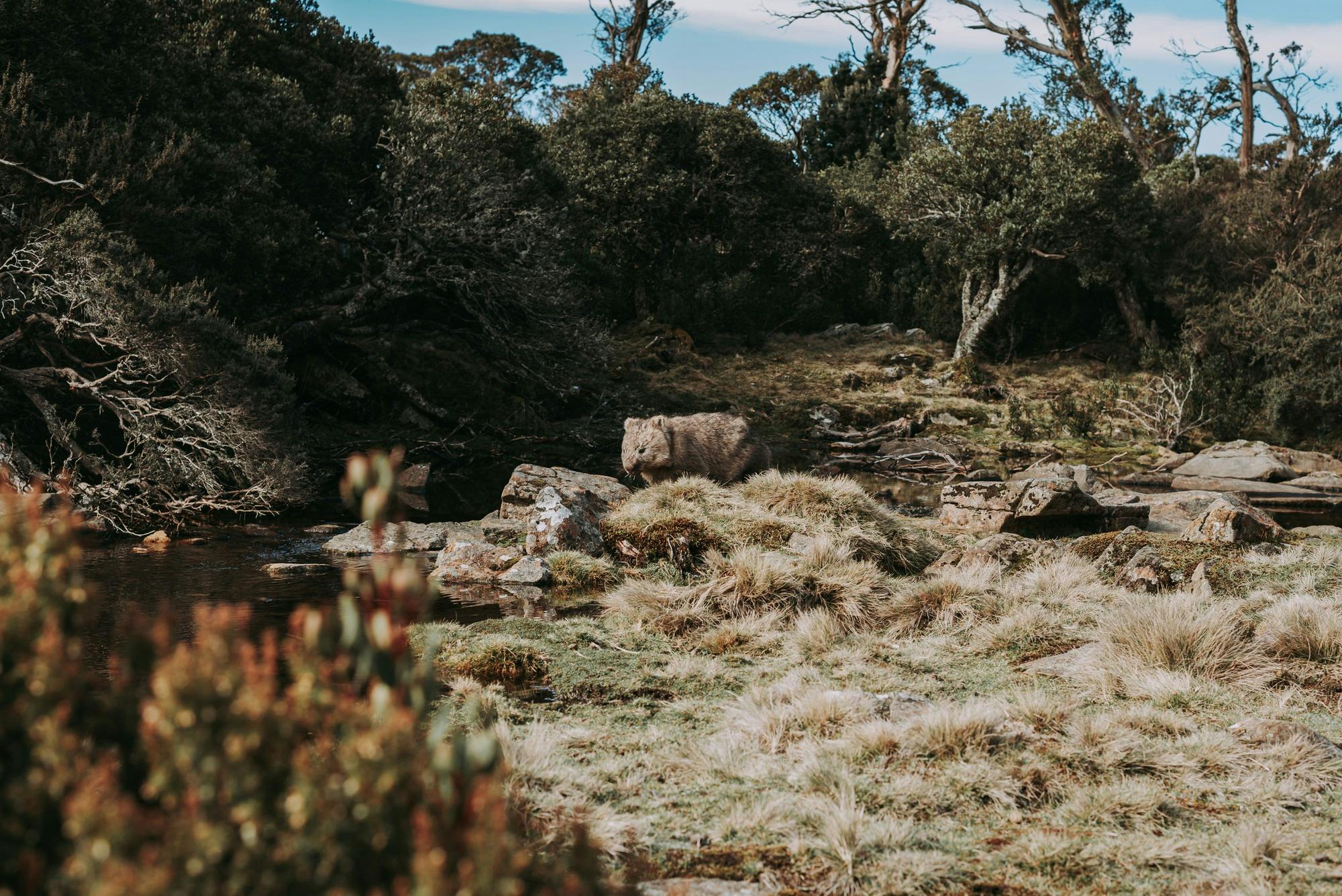 Ben Lomond Summit Link Track