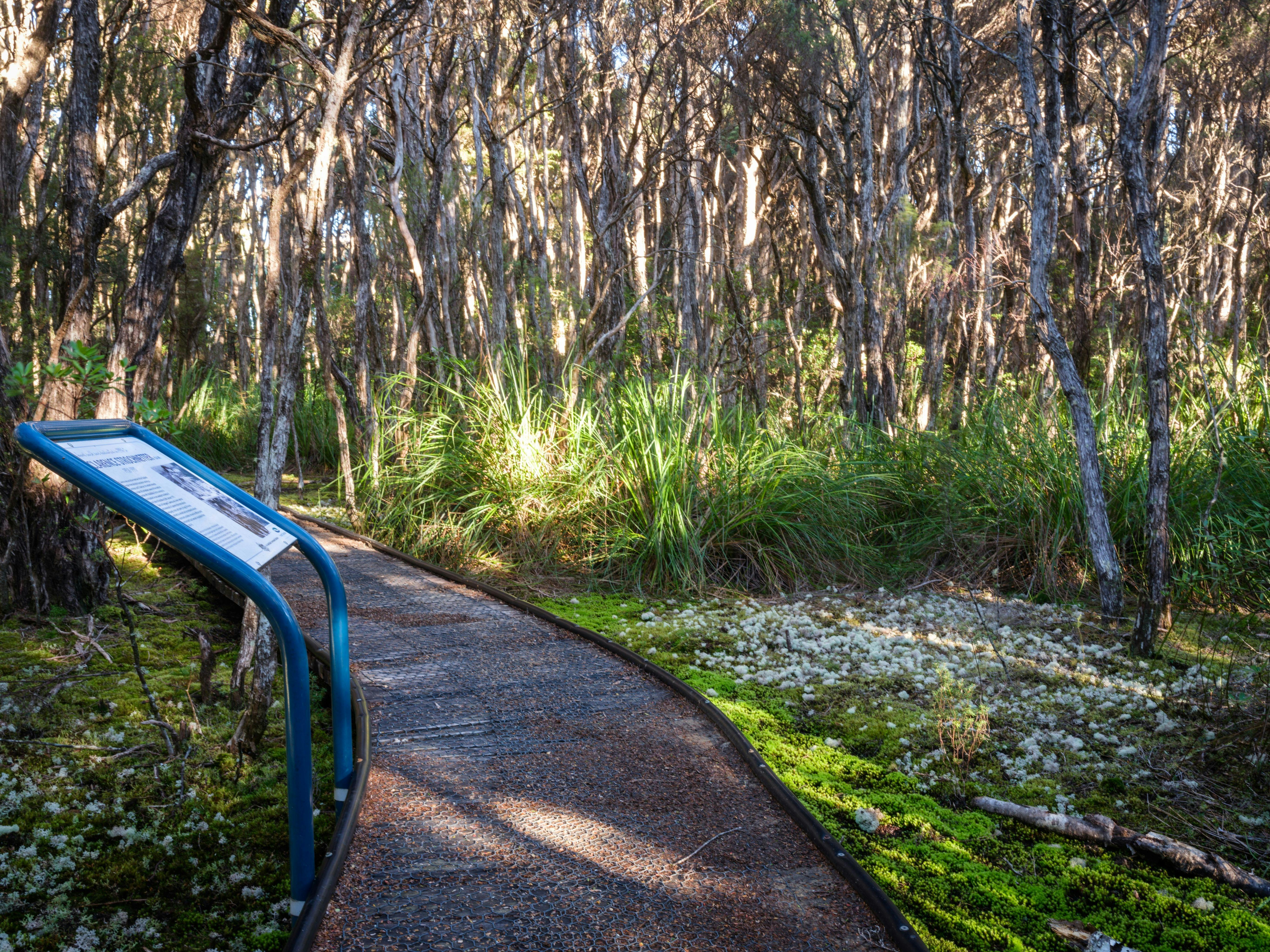 an information sign sits next to the boarded pathway, surrounded by forest