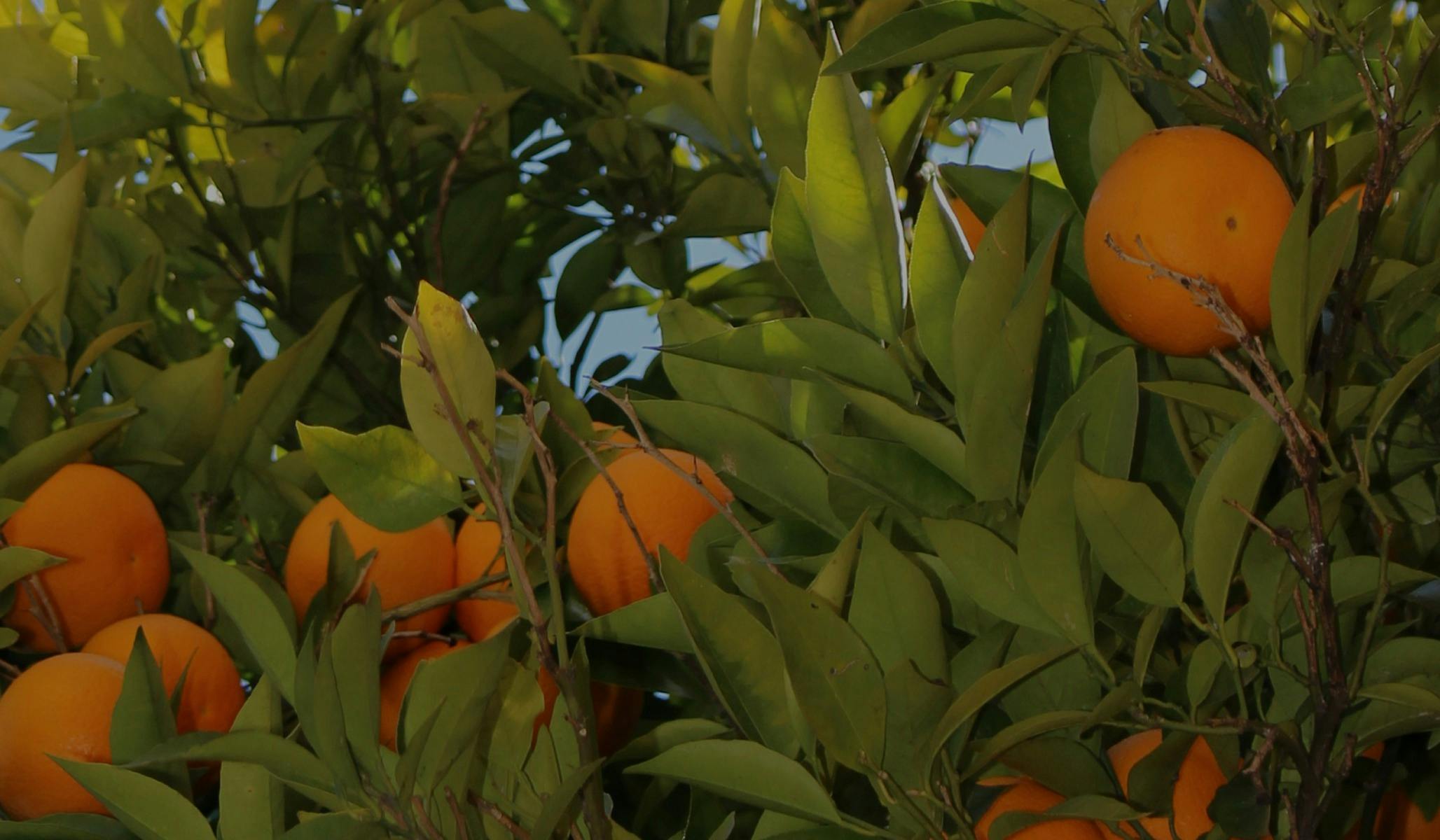 Oranges on a tree