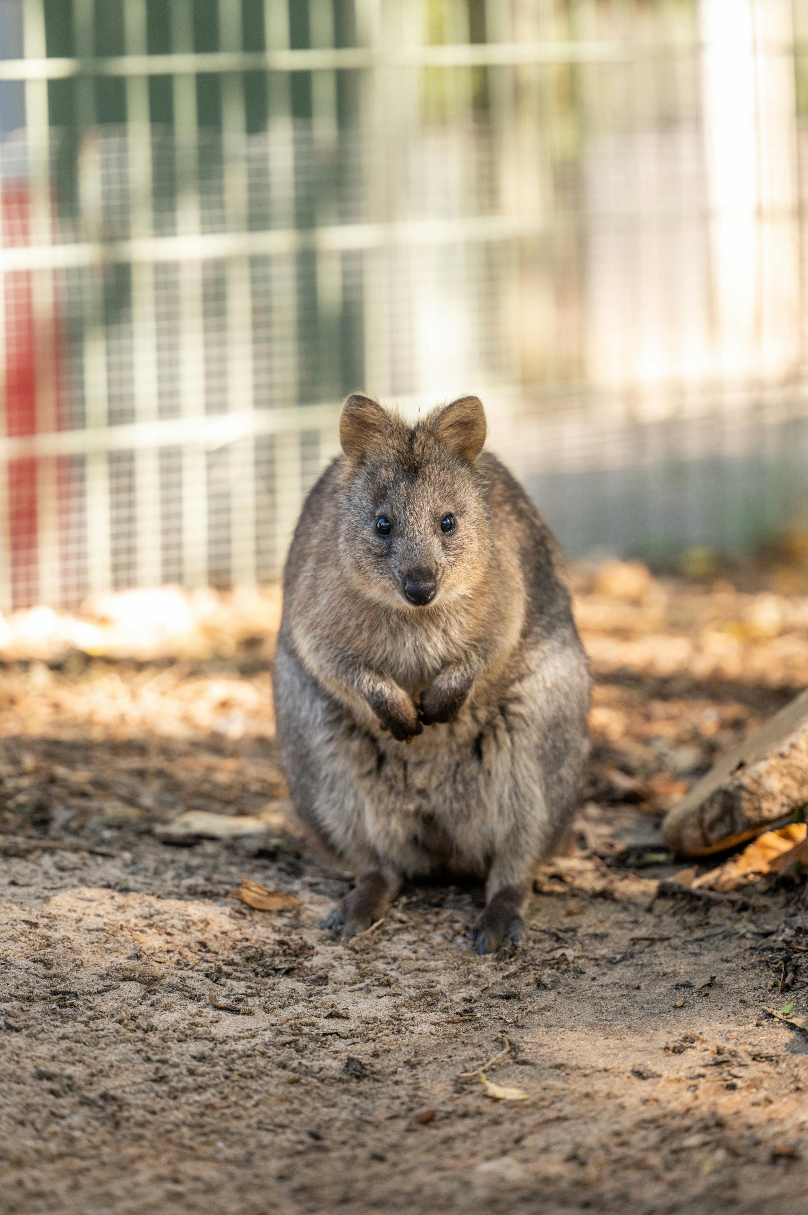 Featherdale Sydney Wildlife Park