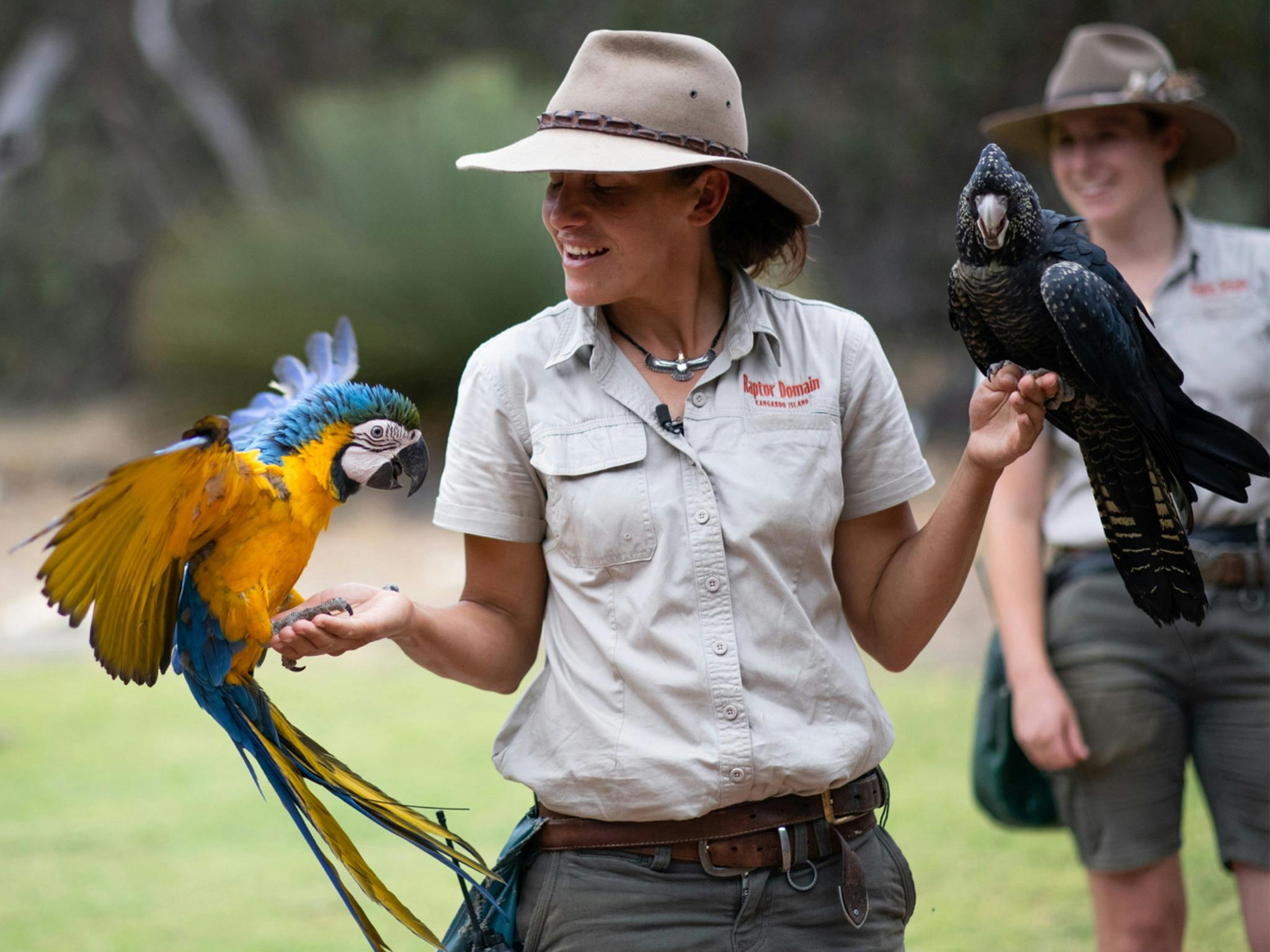 A Raptor Domain holds a parrot and glossy black cockatoo