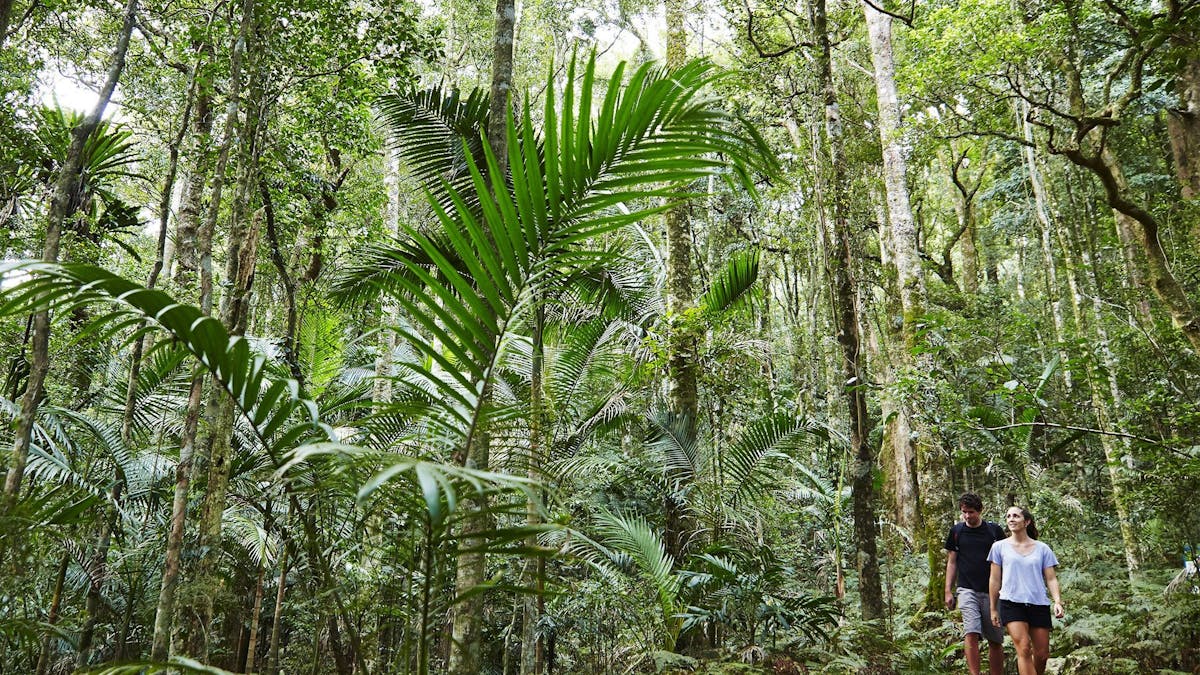 Two people walking on a track through rainforest.