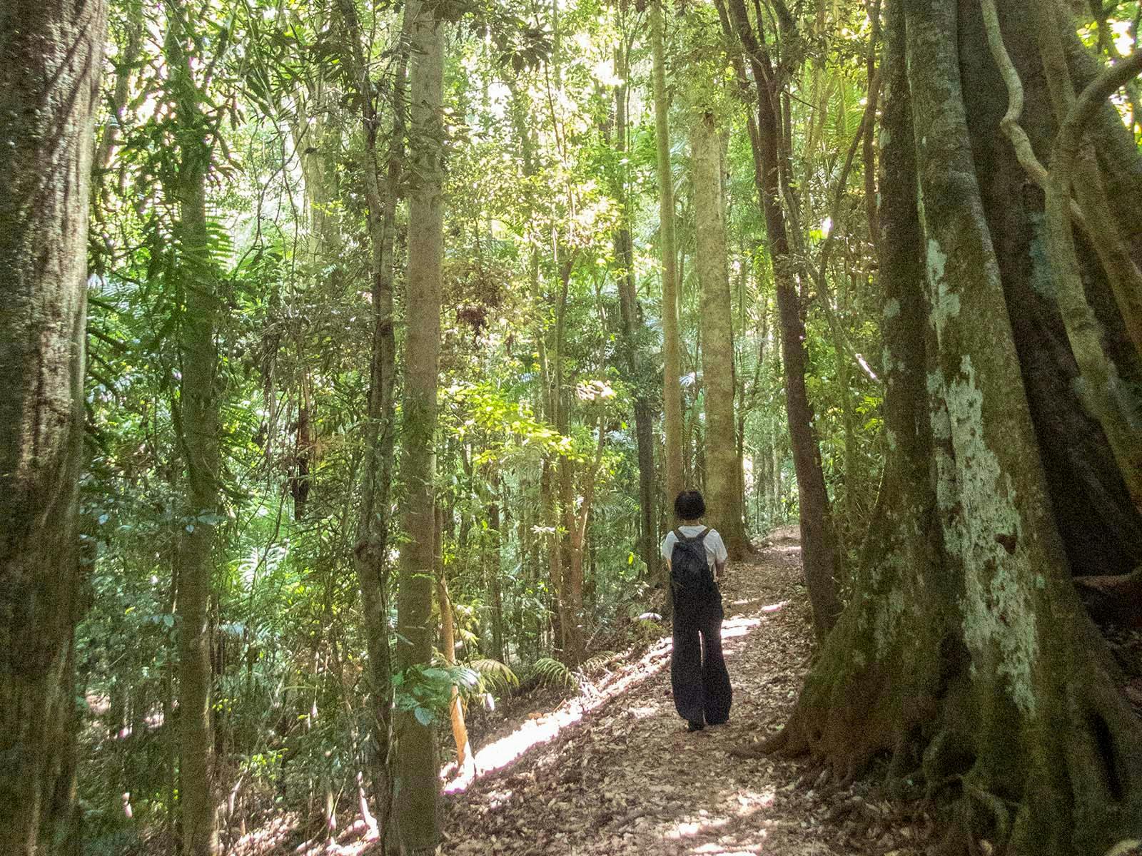 Walking track Maiala D'Aguilar National Park