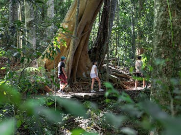 Tourists walking through a rainforest under the watch of giant trees. Tourists walking through a rainforest under the watch of giant trees.