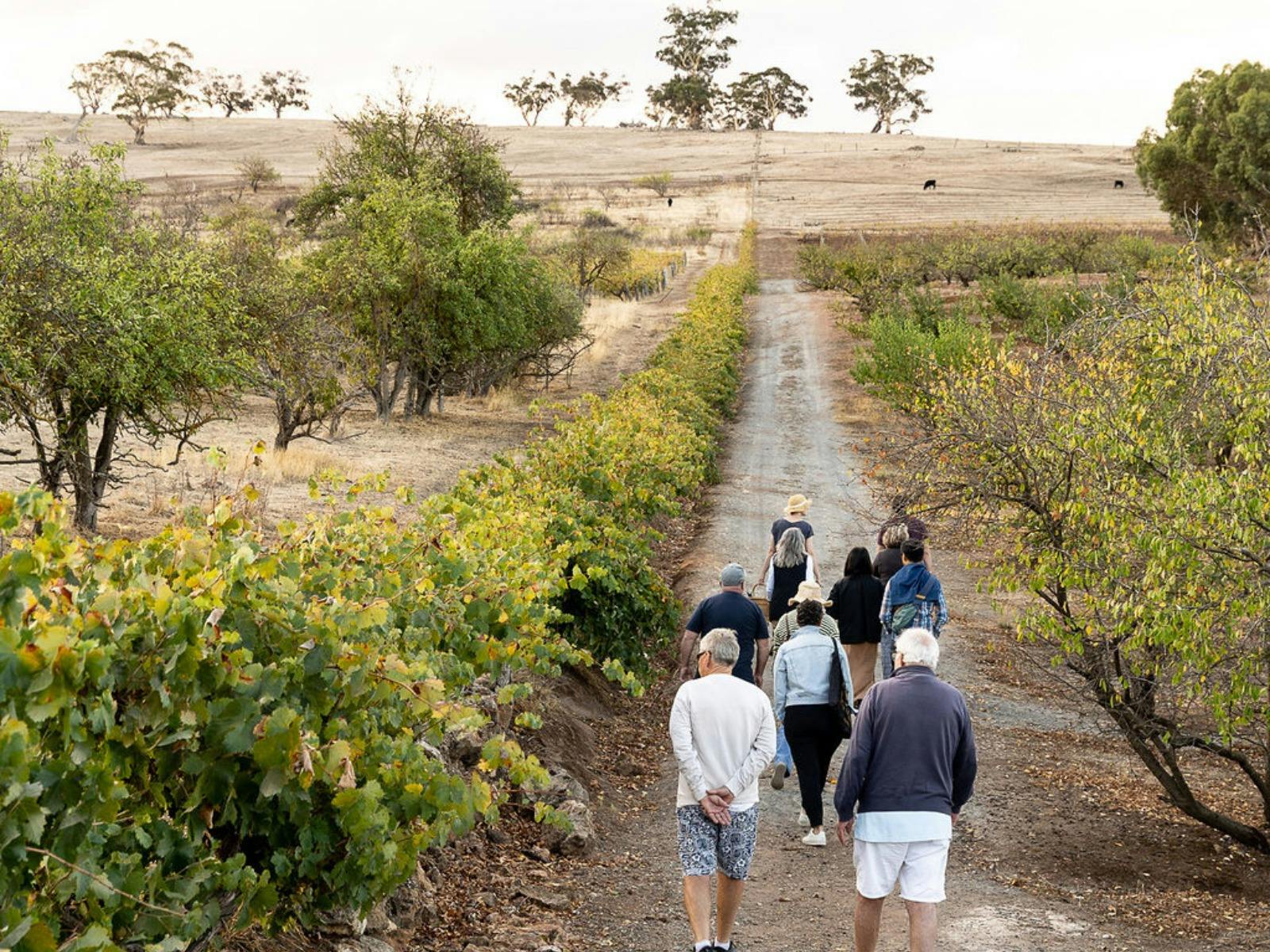 Gully Gardens Barossa - Orchard Tour and Taste