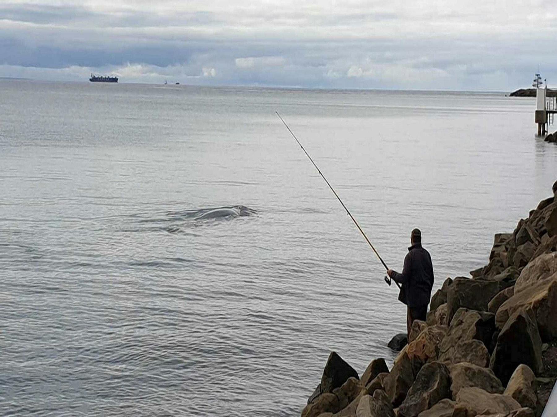 Whale viewed along the Portland Lee Breakwater