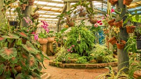 Orchid house orchids queens park
