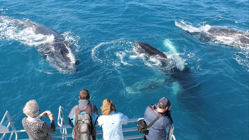 Spirit Of Hervey Bay Whale Watching Cruises | Visit Fraser Coast