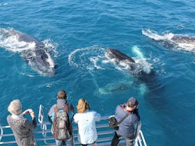 Spirit Of Hervey Bay Whale Watching Cruises