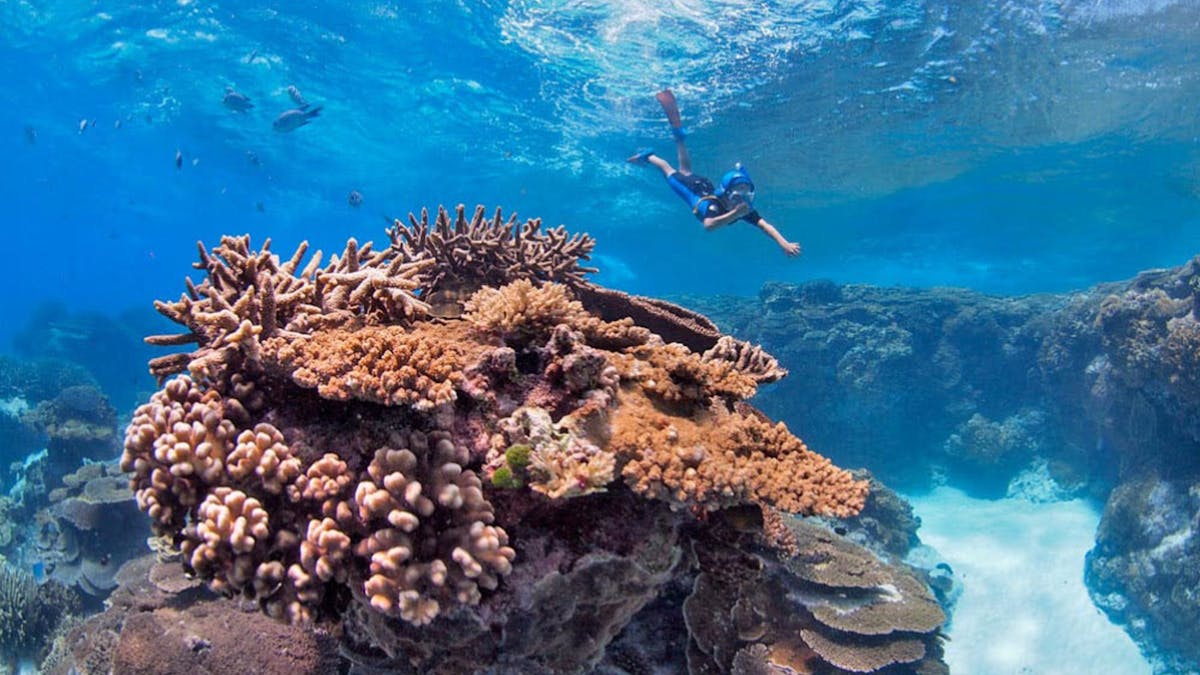 Lady Elliot Island