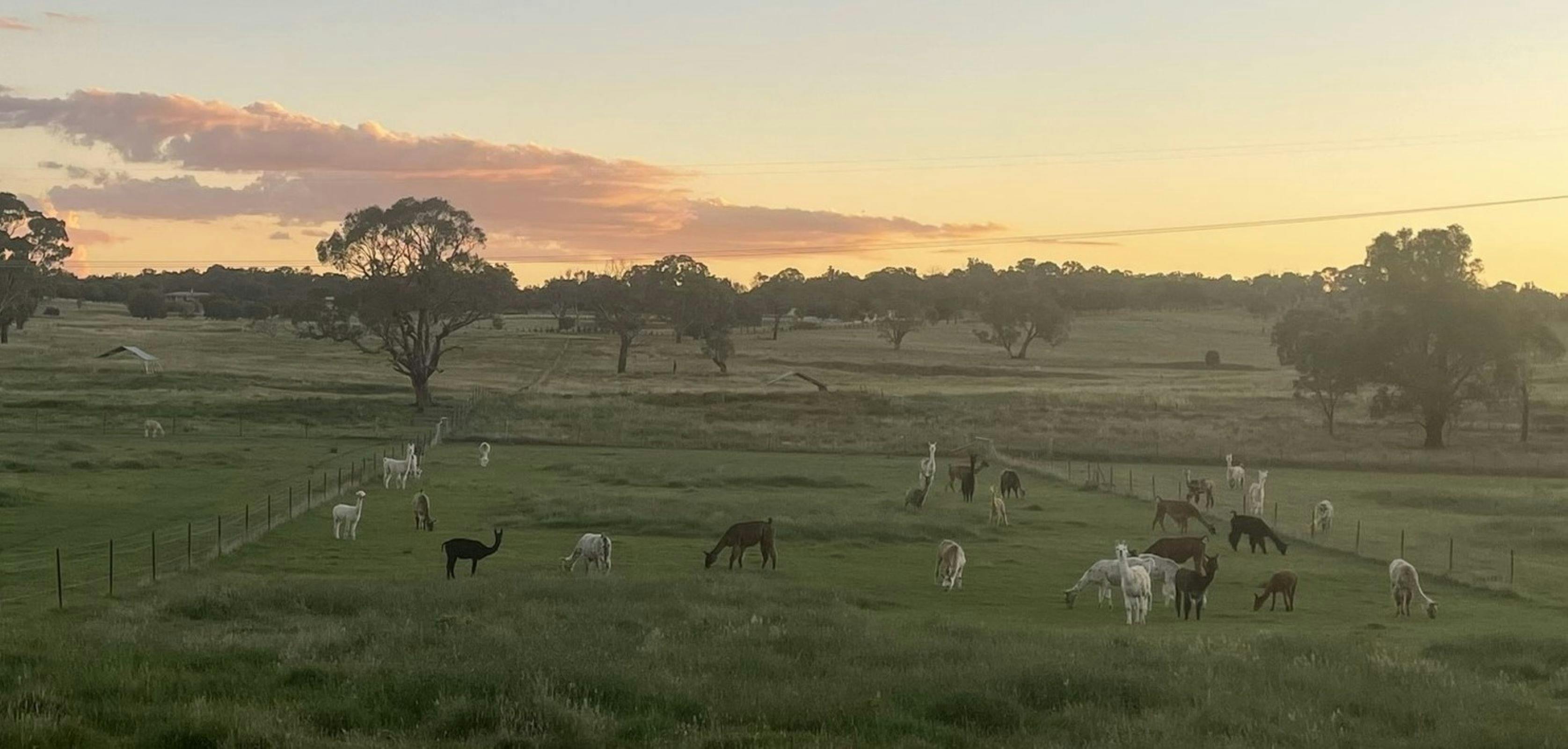Alpacas and Llamas at Twilight