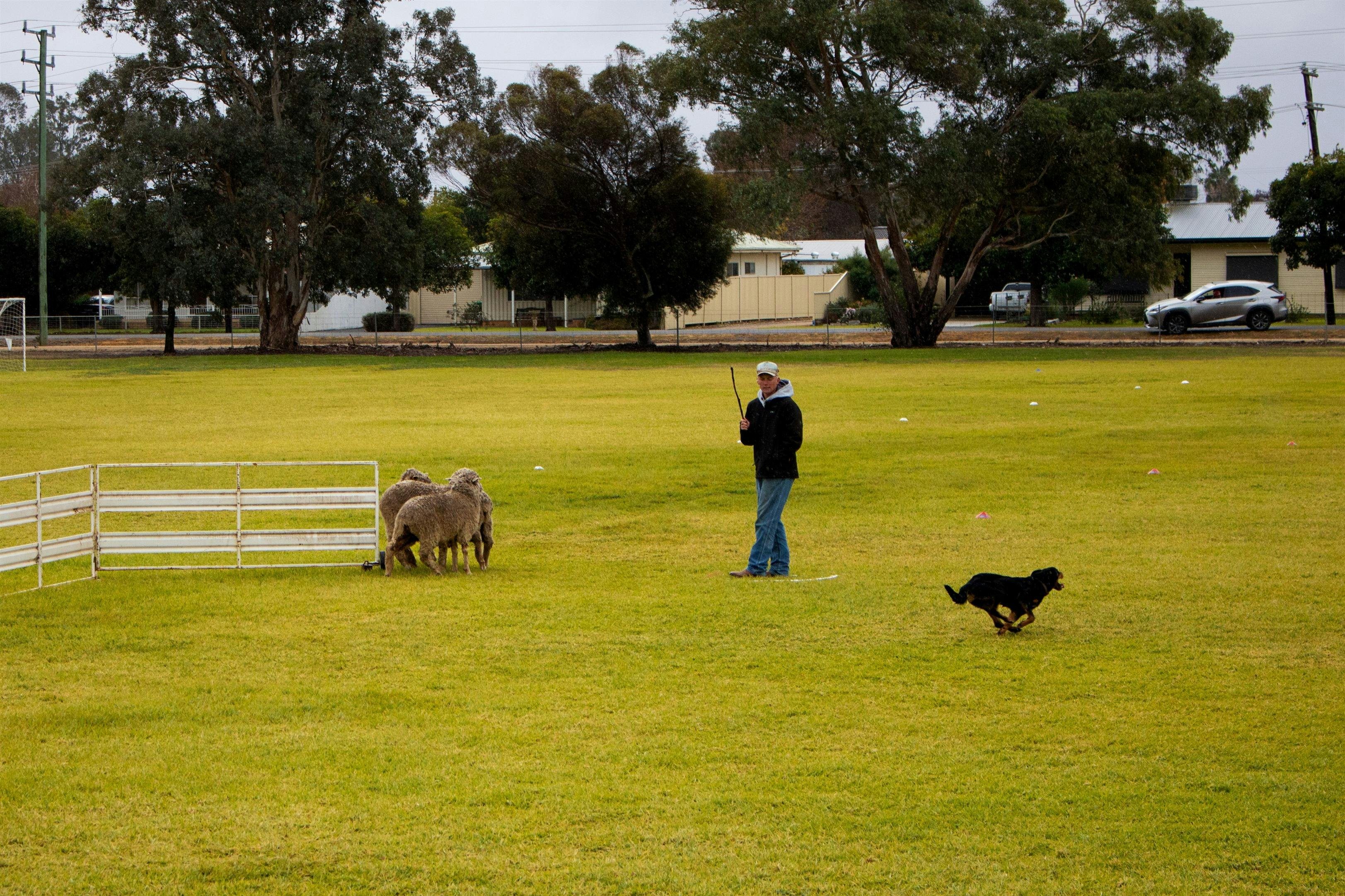 Finley Sheep Dog Trials