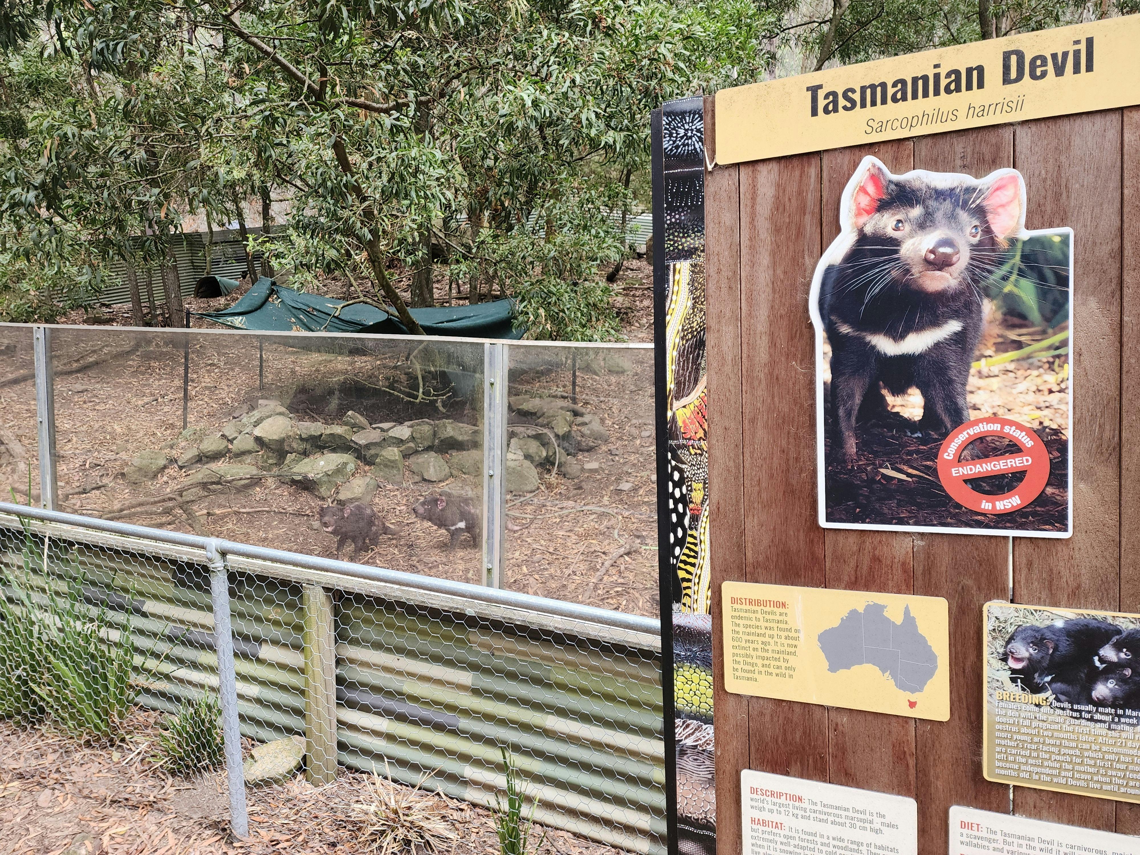 Two of our post breeding Tasmanian Devils