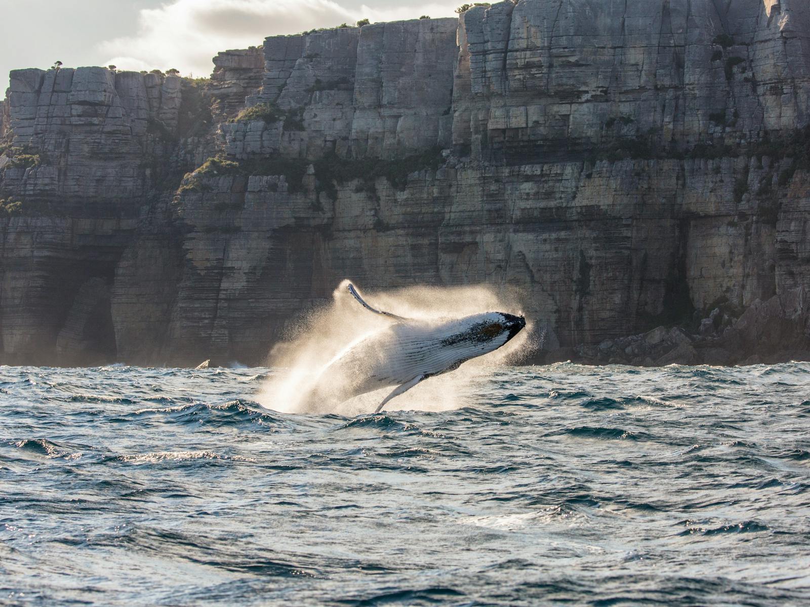 Image for Whale Watching Cruises