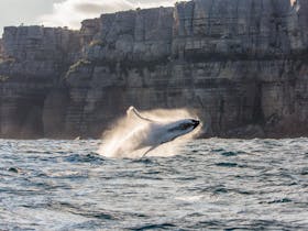 Whale Watching Cruises Cover Image