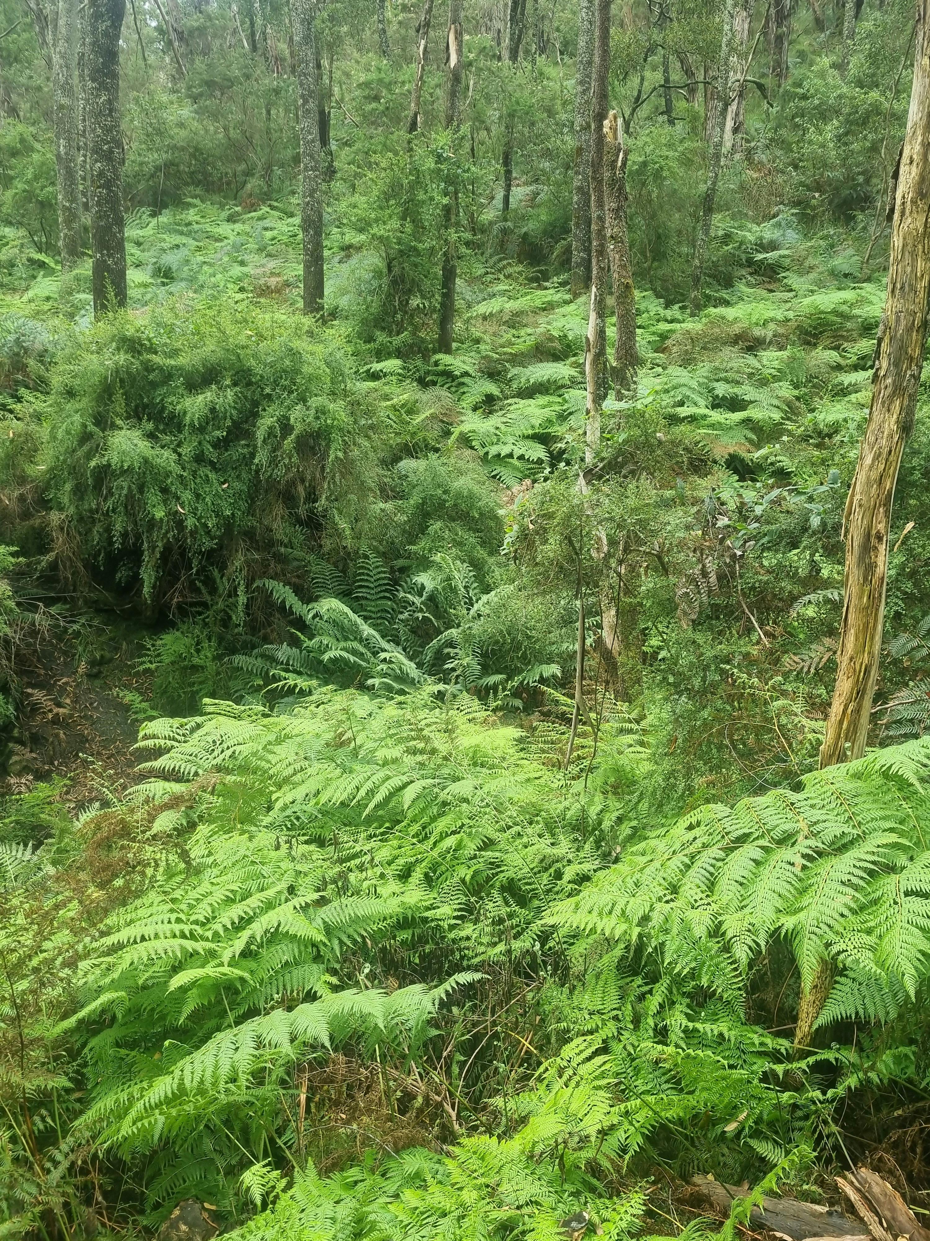 Coral ferns and scented paper barks add to the incredible diversity of the local fauna of the region