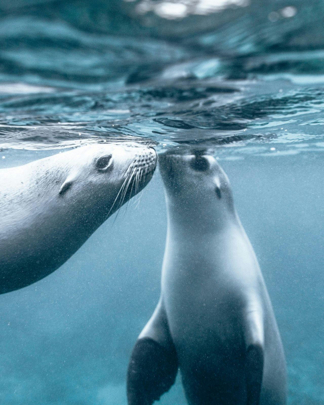Sea lions kissing each other at the water surface