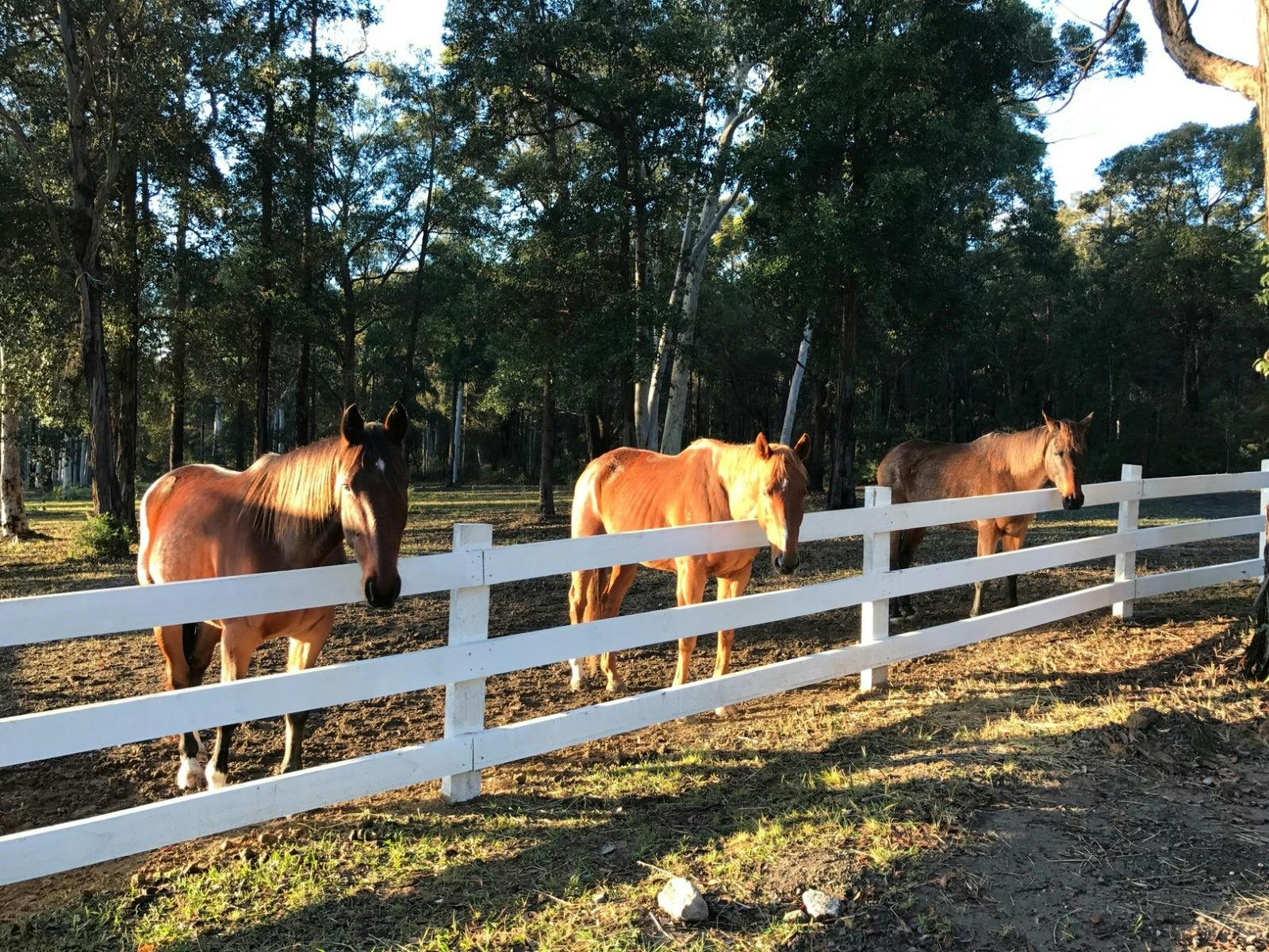 Horses in a paddock