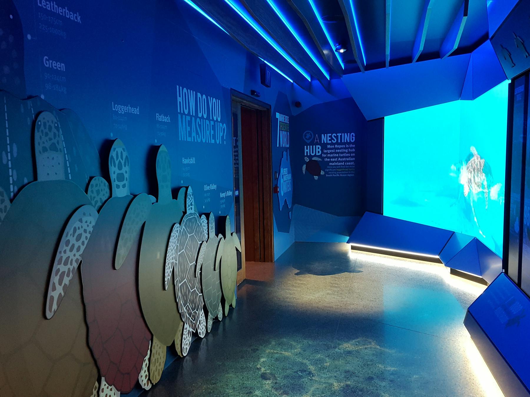 A walkway lit in blue with educational facts and turtle displays lining the walls.