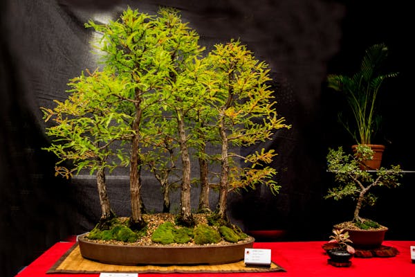 The Hastings Bonsai Group