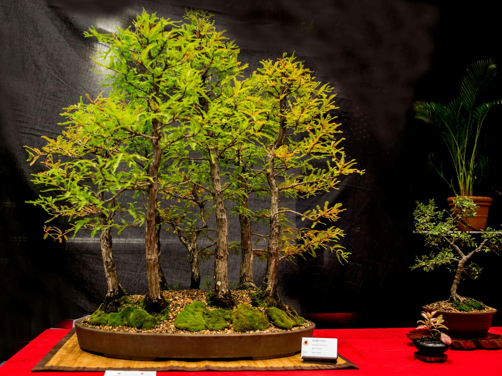 Image for The Hastings Bonsai Group