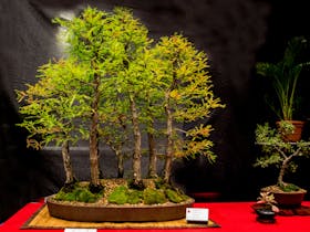 The Hastings Bonsai Group Cover Image